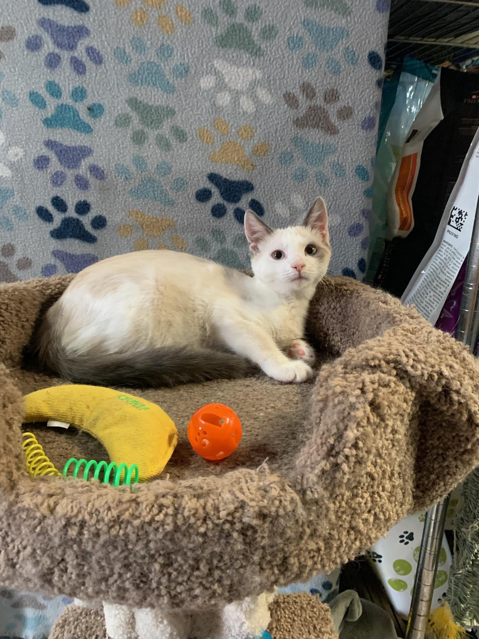 'NORDICA', an adoptable mixed breed in North East, MD image 3/3