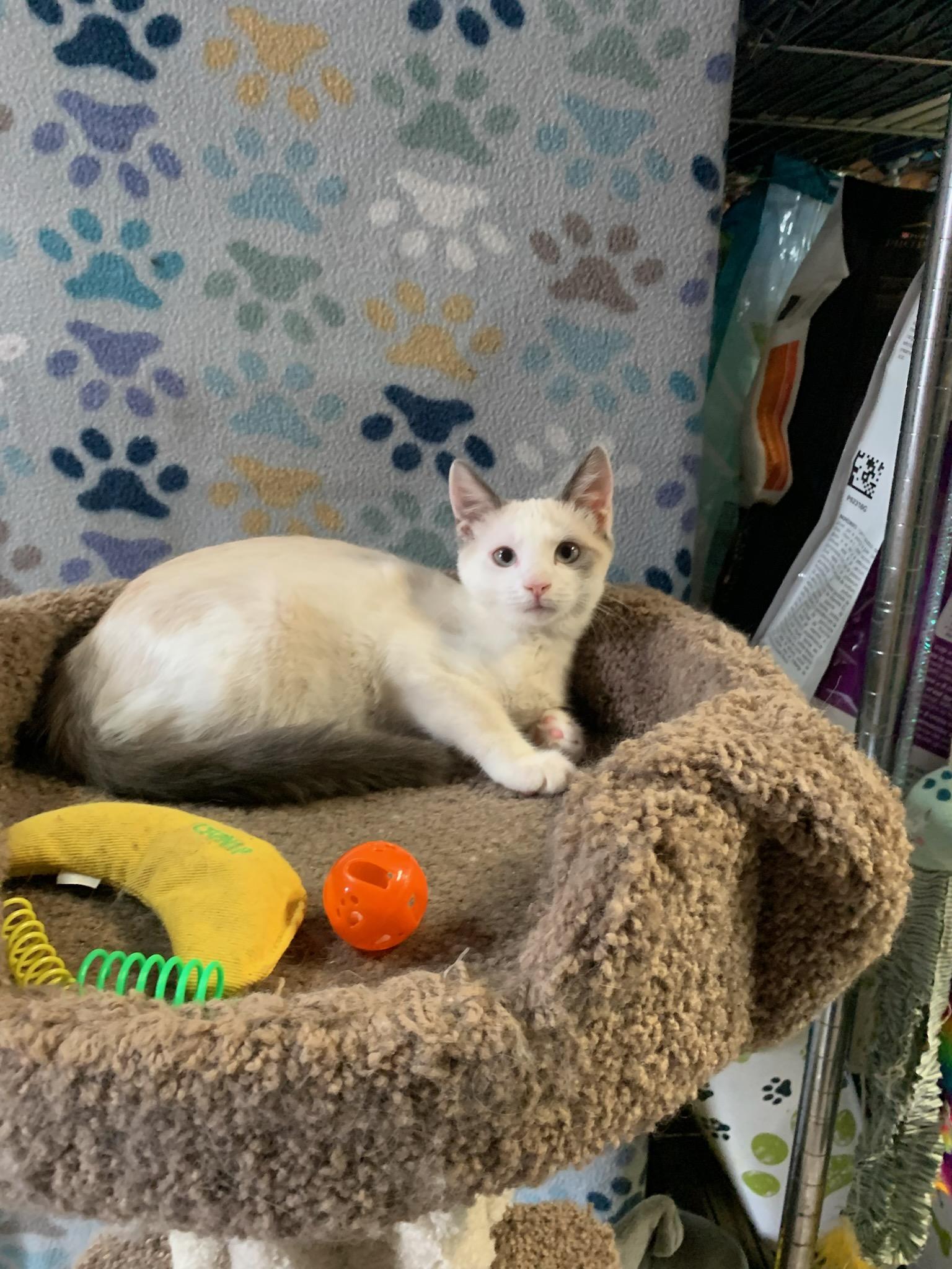 'NORDICA', adoptable, Young Female Snowshoe & Siamese.