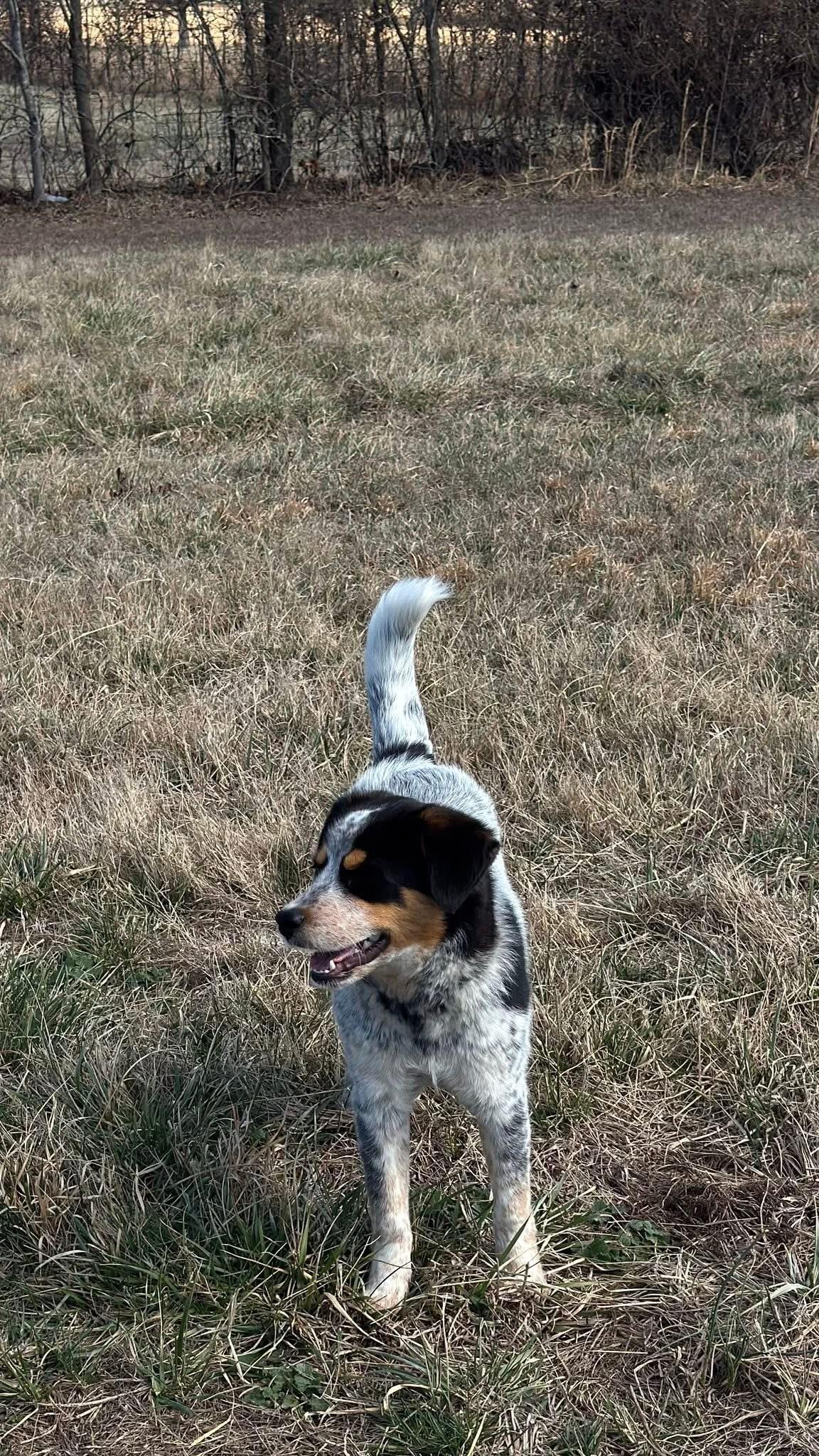 Bandit, a ADOPTABLE mixed breed in Woodlawn, TN image 4/6