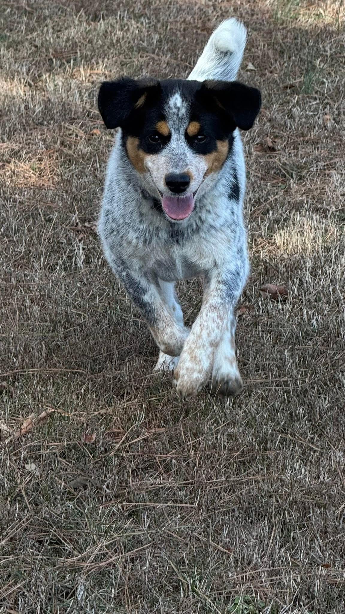 Bandit, a ADOPTABLE mixed breed in Woodlawn, TN image 2/6