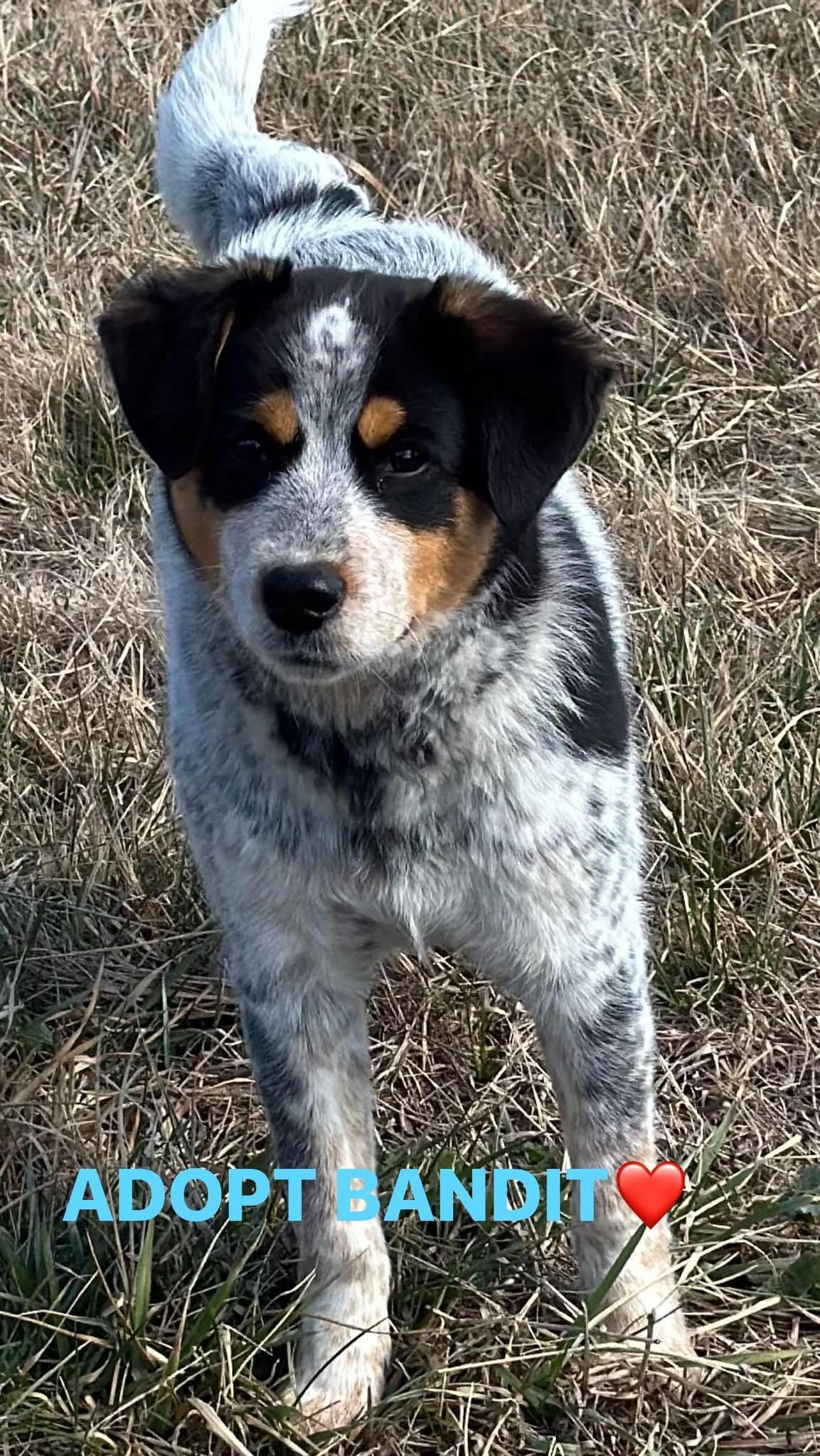 Bandit, a ADOPTABLE mixed breed in Woodlawn, TN image 1/6
