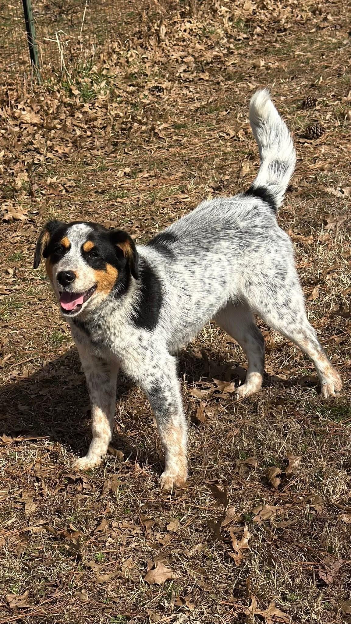 Bandit, a ADOPTABLE mixed breed in Woodlawn, TN image 3/6