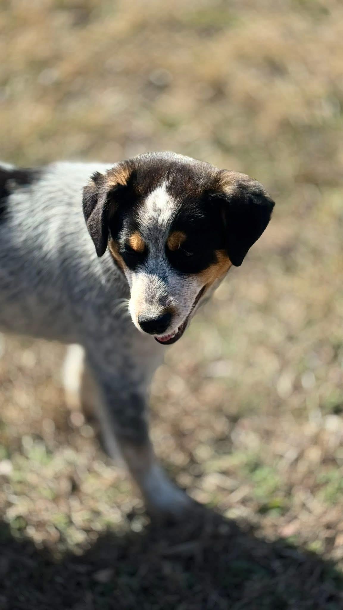 Bandit, a ADOPTABLE mixed breed in Woodlawn, TN image 5/6