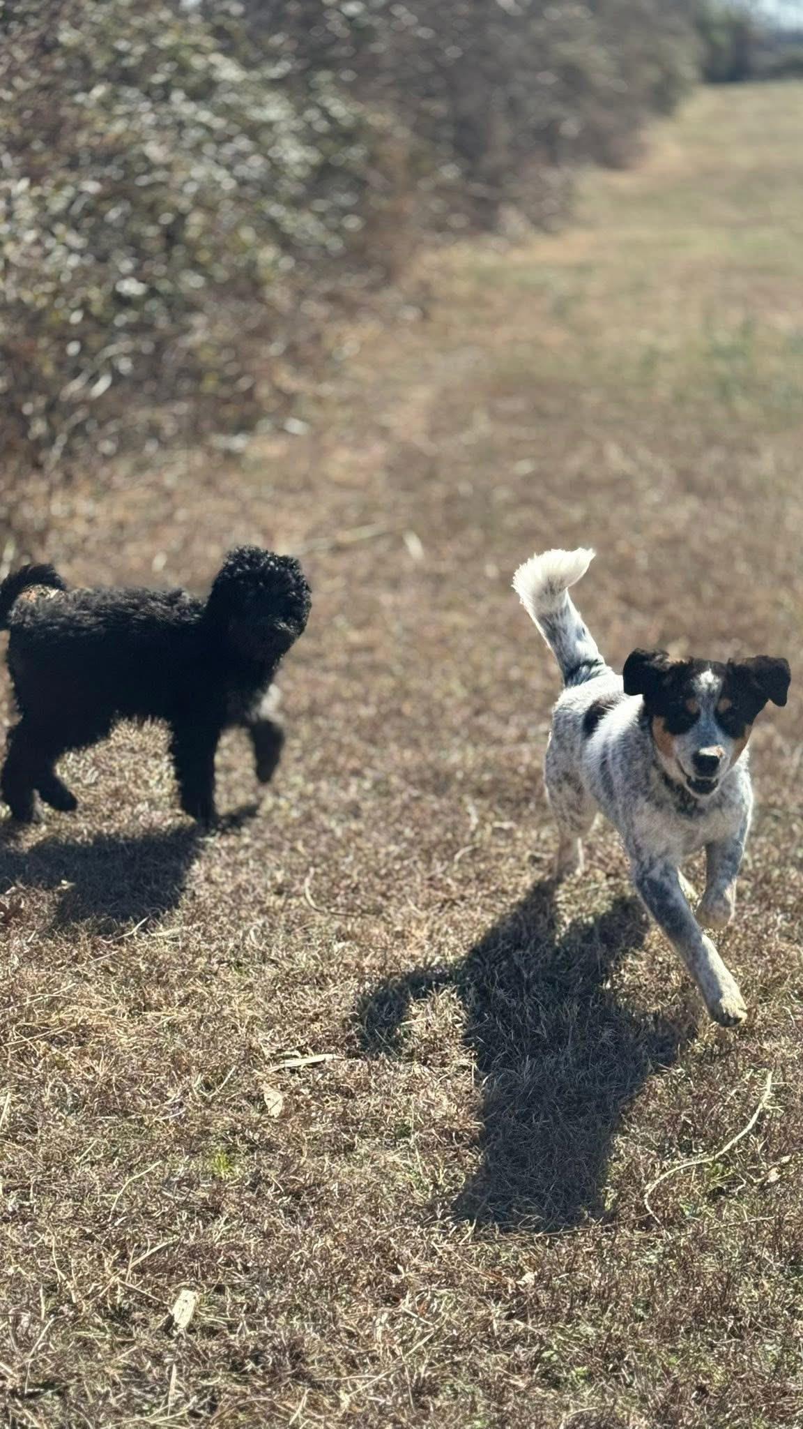 Bandit, a ADOPTABLE mixed breed in Woodlawn, TN image 6/6