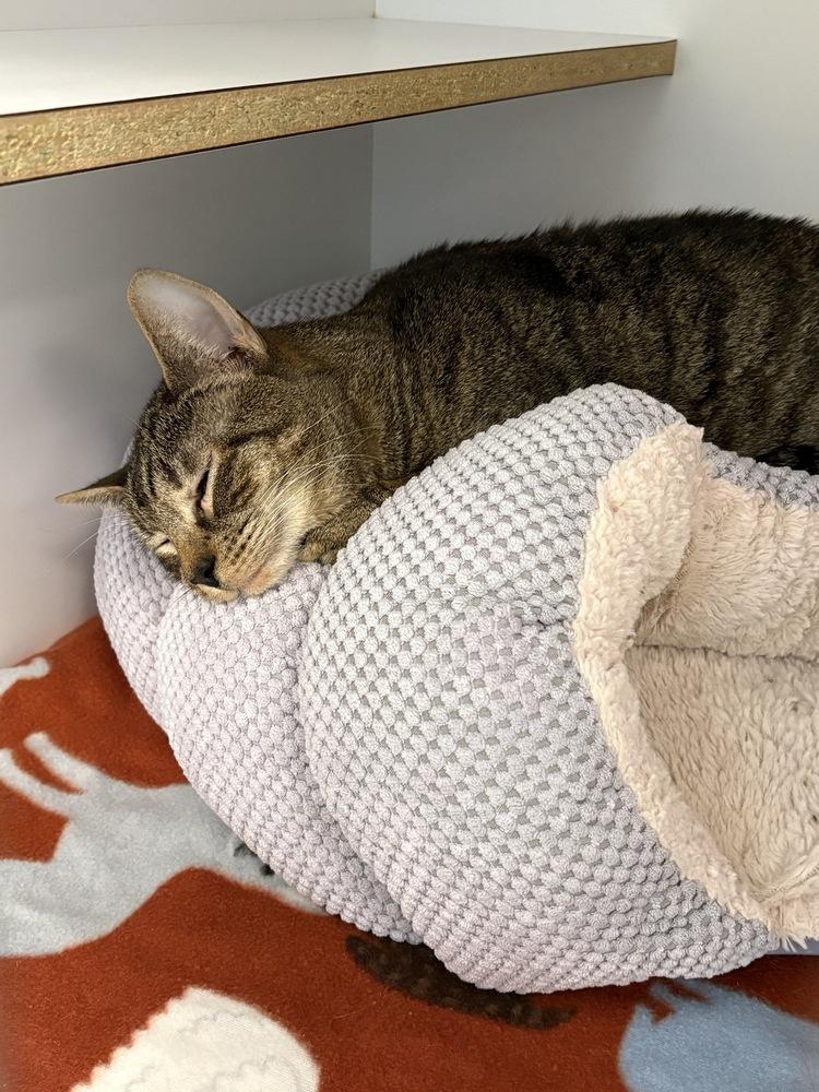 Great Catsby, Adoptable, Young Male Domestic Short Hair.