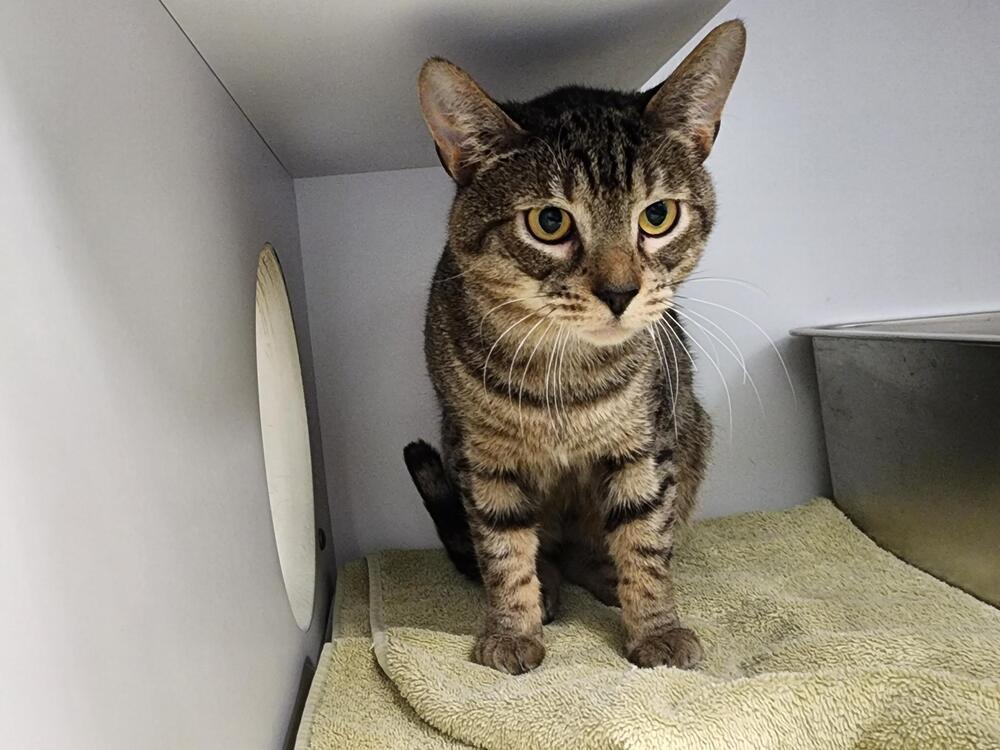 Great Catsby, Adoptable, Young Male Domestic Short Hair.