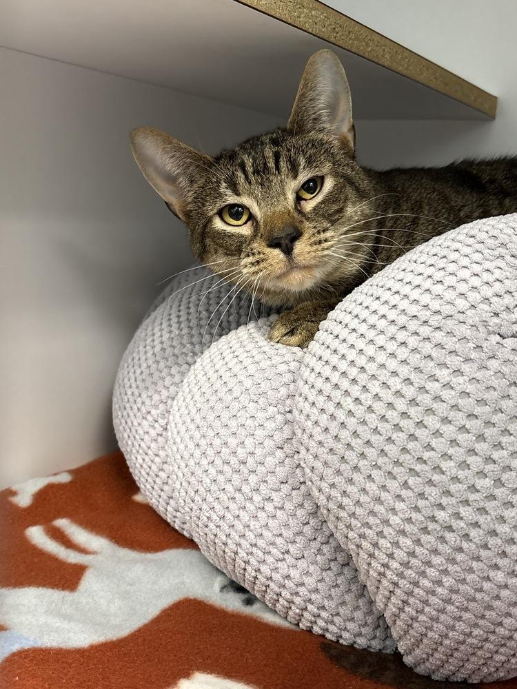 Enlarge Great Catsby, a Adoptable Domestic Short Hair in Trenton, ME image 4/6