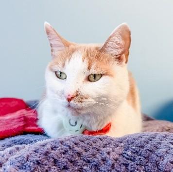 Bailey, Adoptable, Senior Female Domestic Short Hair.