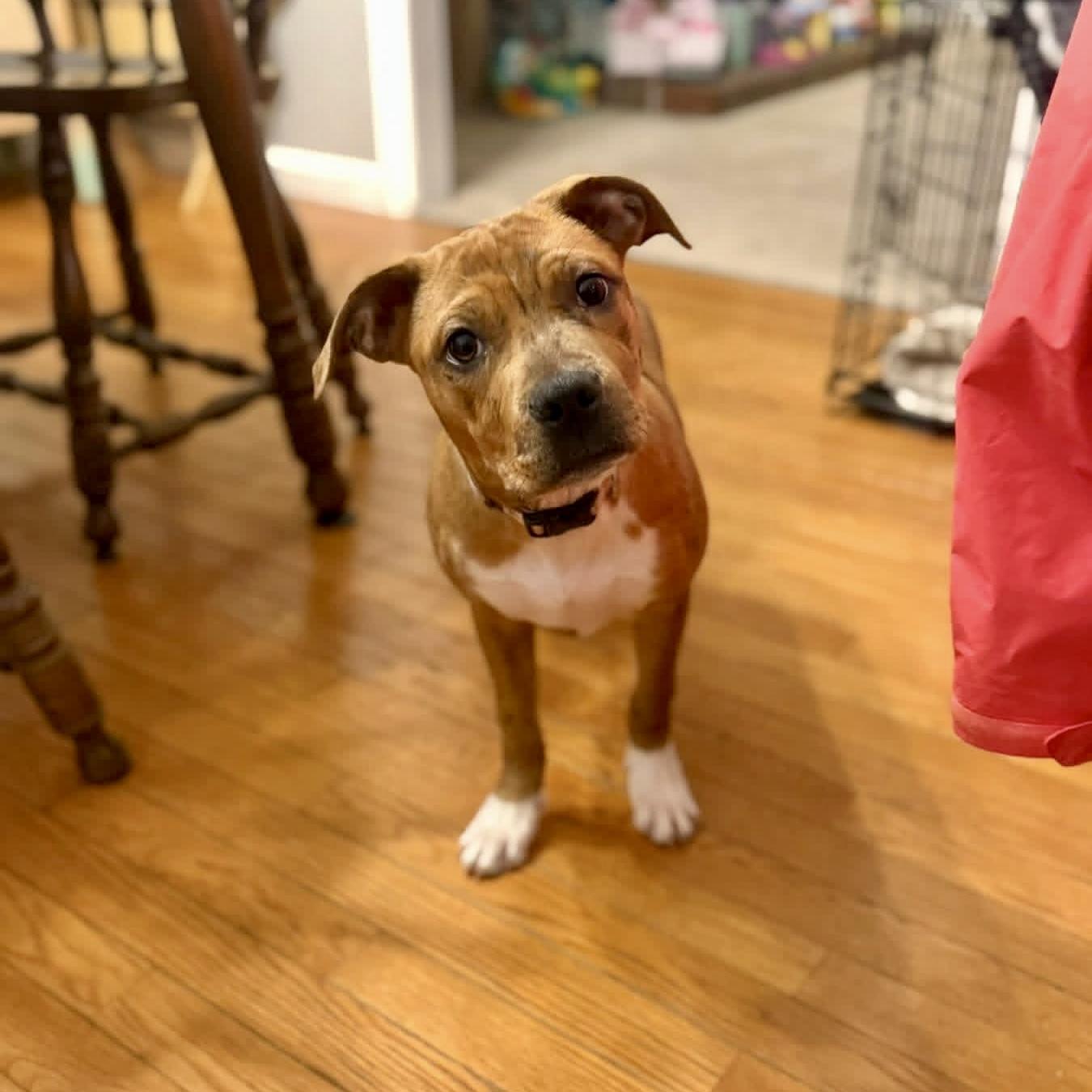 Enlarge Ruffles, a ADOPTABLE mixed breed in Elizabethtown, PA image 1/3