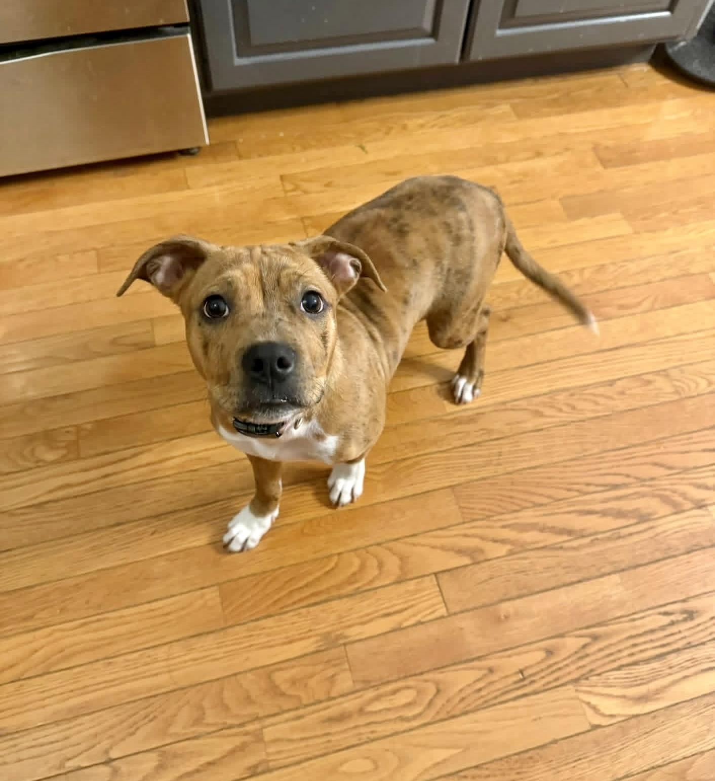 Enlarge Ruffles, a ADOPTABLE mixed breed in Elizabethtown, PA image 2/3