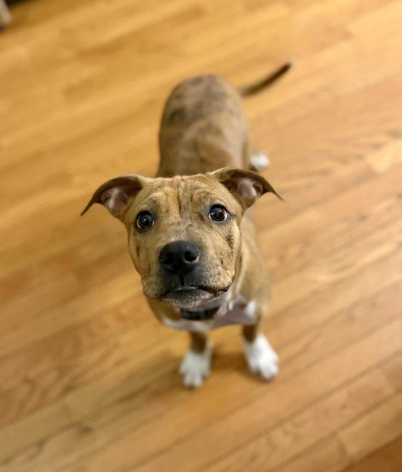 Enlarge Ruffles, a ADOPTABLE mixed breed in Elizabethtown, PA image 3/3
