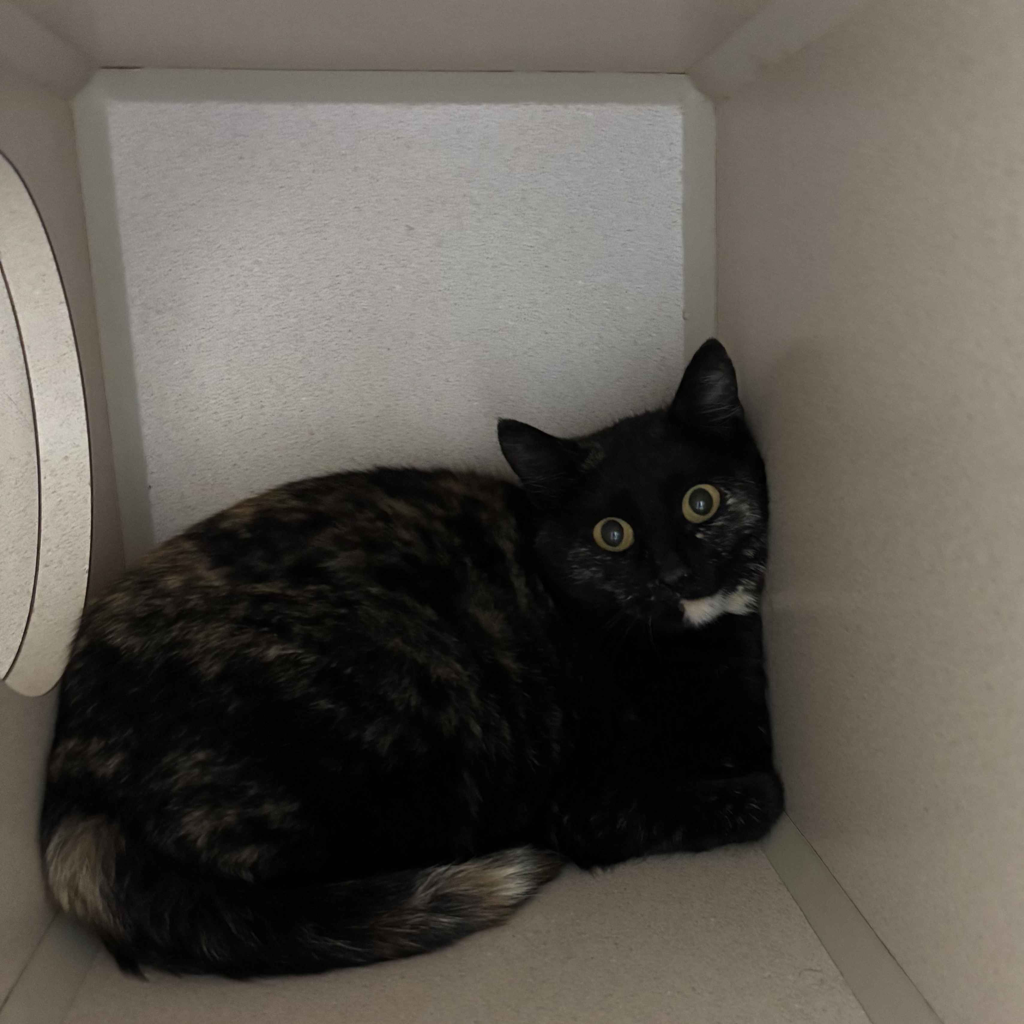 Briella, ADOPTABLE, Young Female Domestic Short Hair.