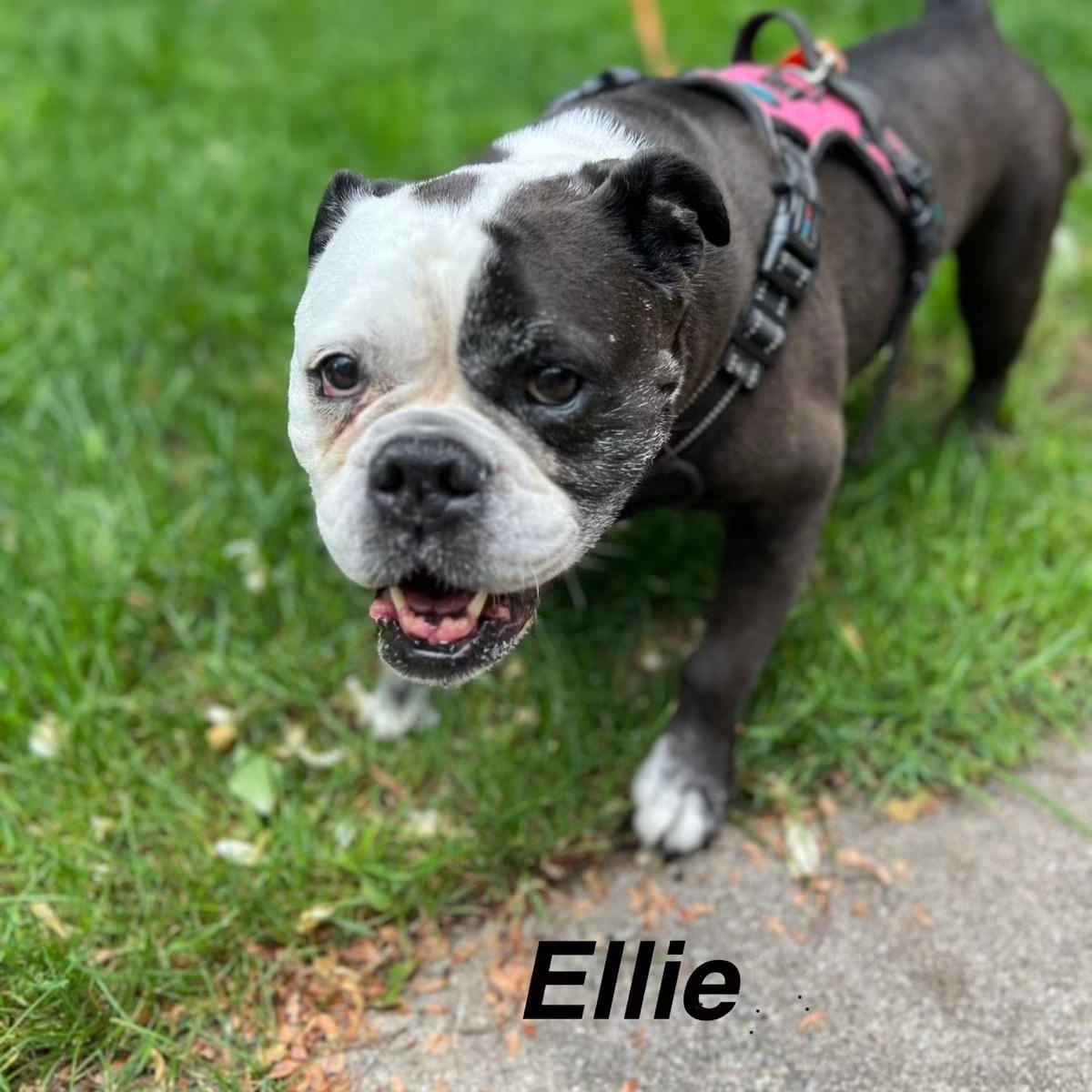 Ivan, an adopted French Bulldog in Midland, MI image 3/3