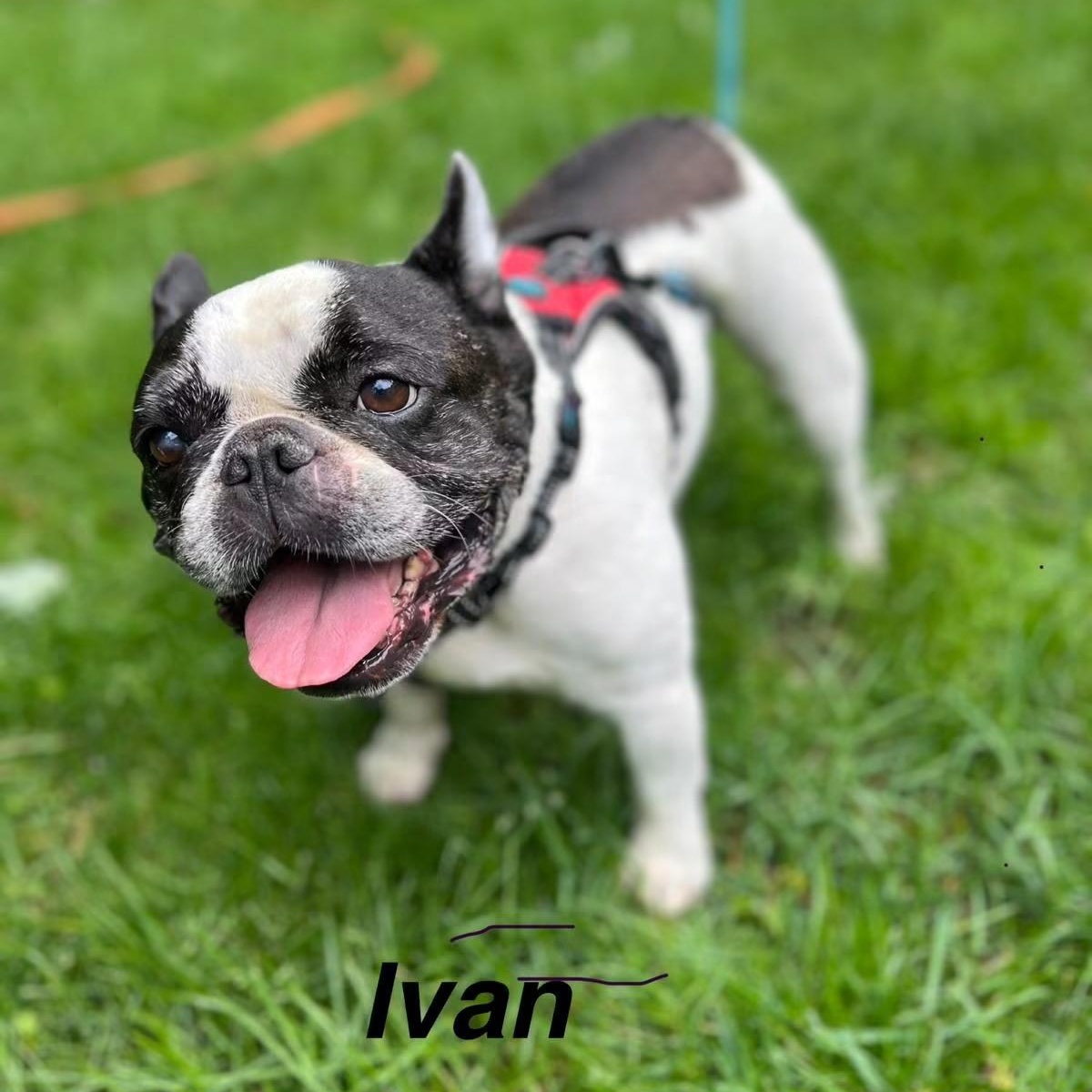 Ivan, adopted, Adult Male French Bulldog.