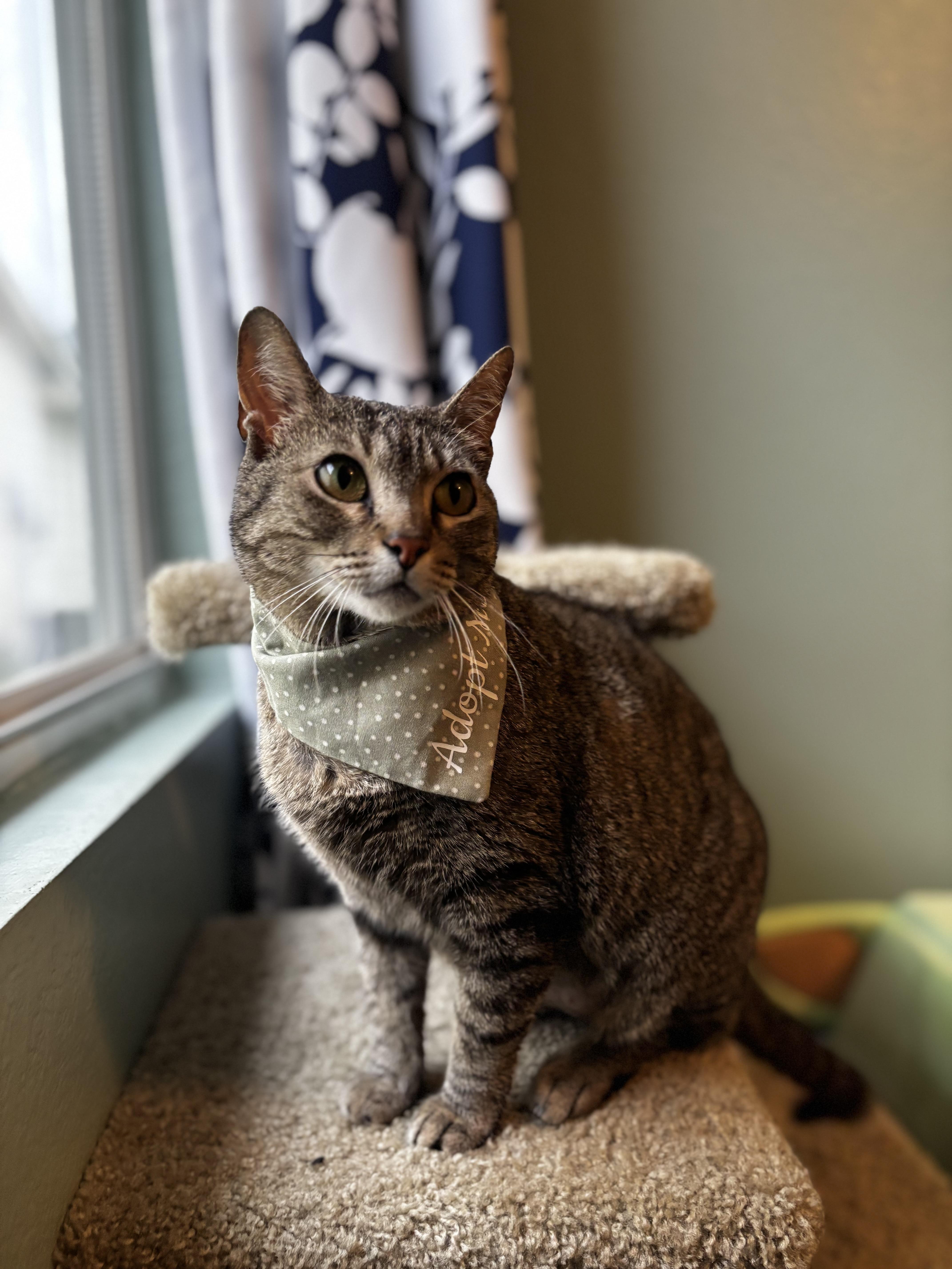 TOFFEE - A SWEET & CHATTY TREAT, Adoptable, Adult Female Domestic Short Hair.