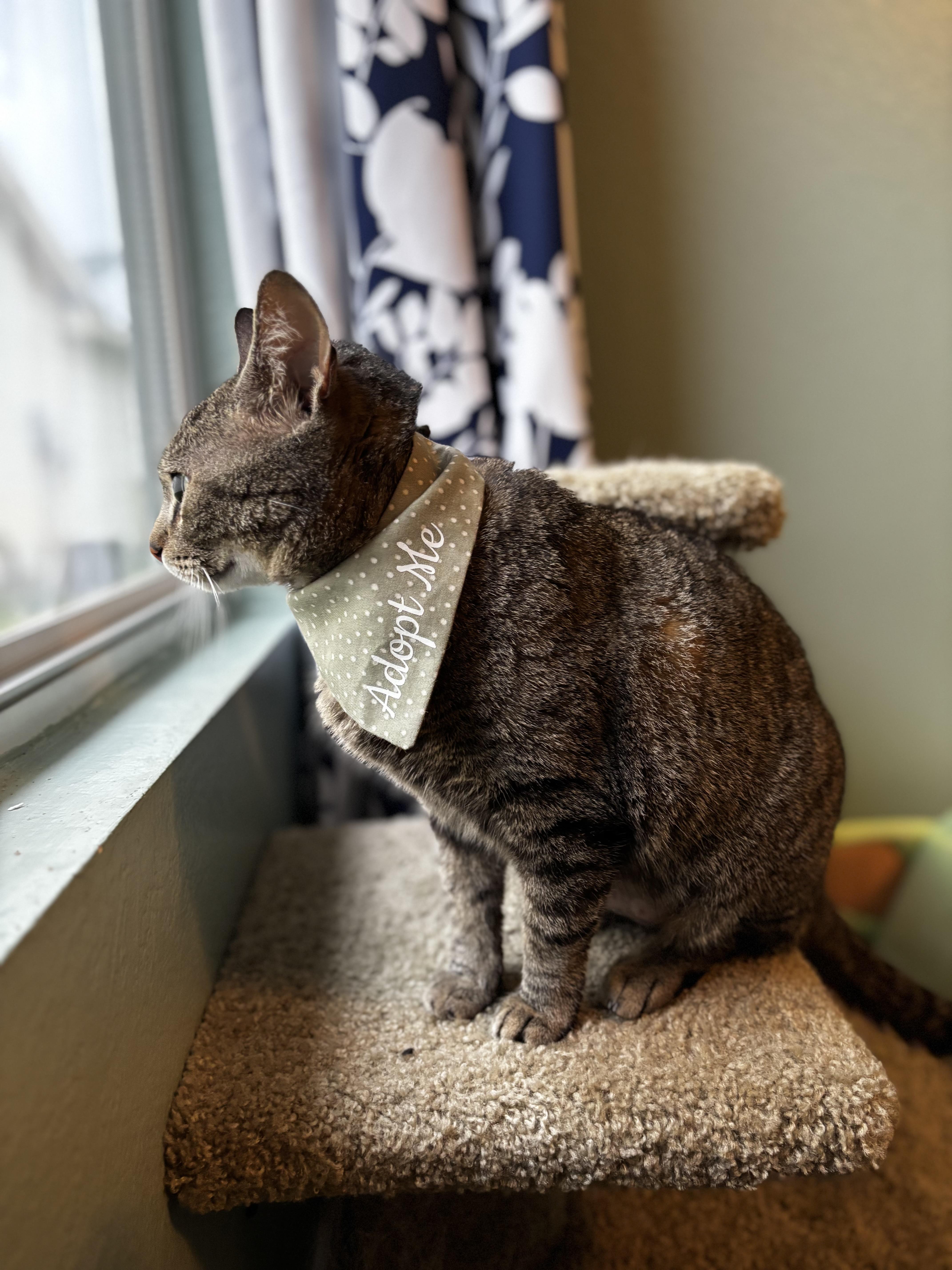 TOFFEE - A SWEET & CHATTY TREAT, a Adoptable Domestic Short Hair in Plano, TX image 6/6