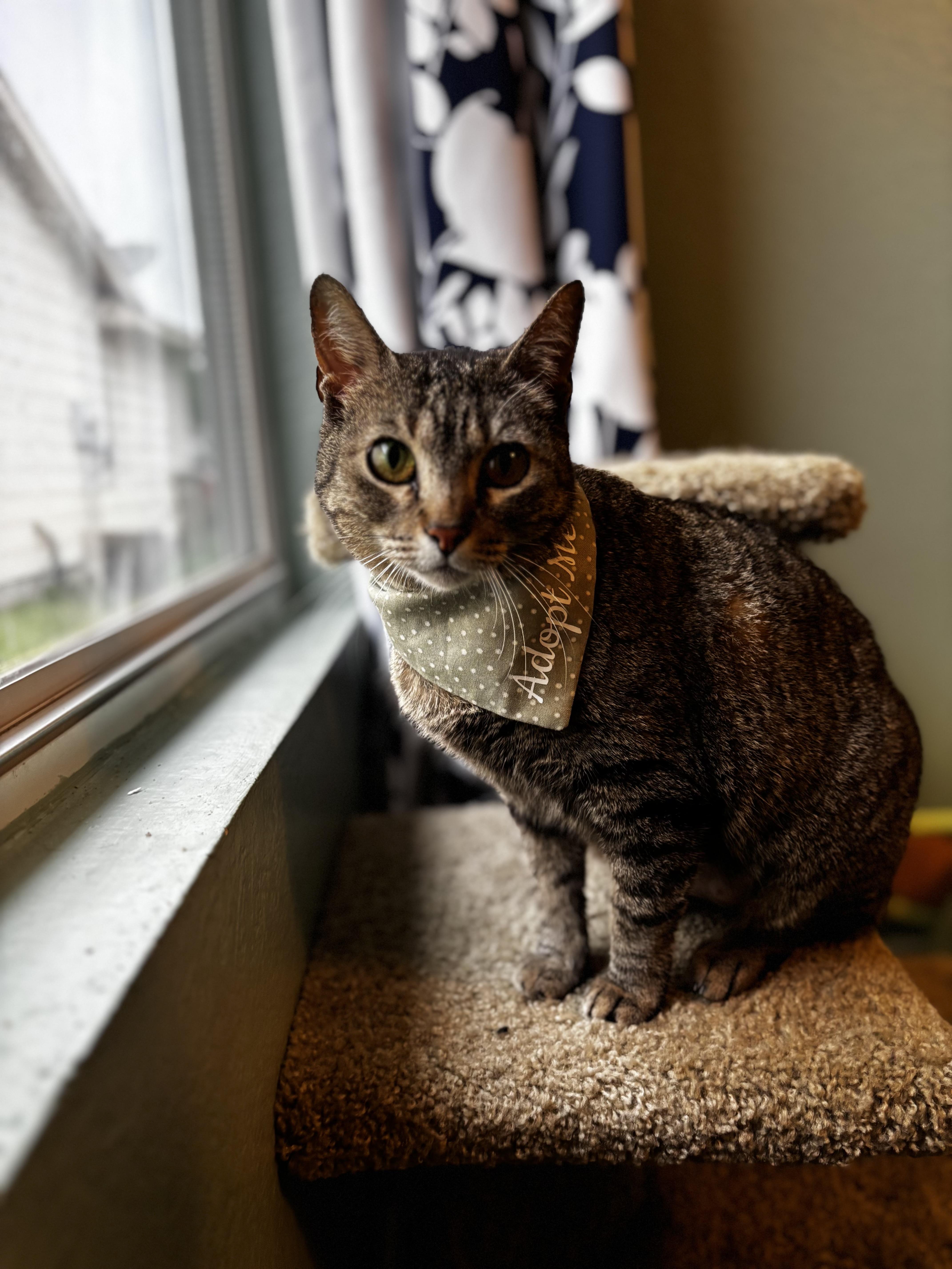 TOFFEE - A SWEET & CHATTY TREAT, a Adoptable Domestic Short Hair in Plano, TX image 5/6