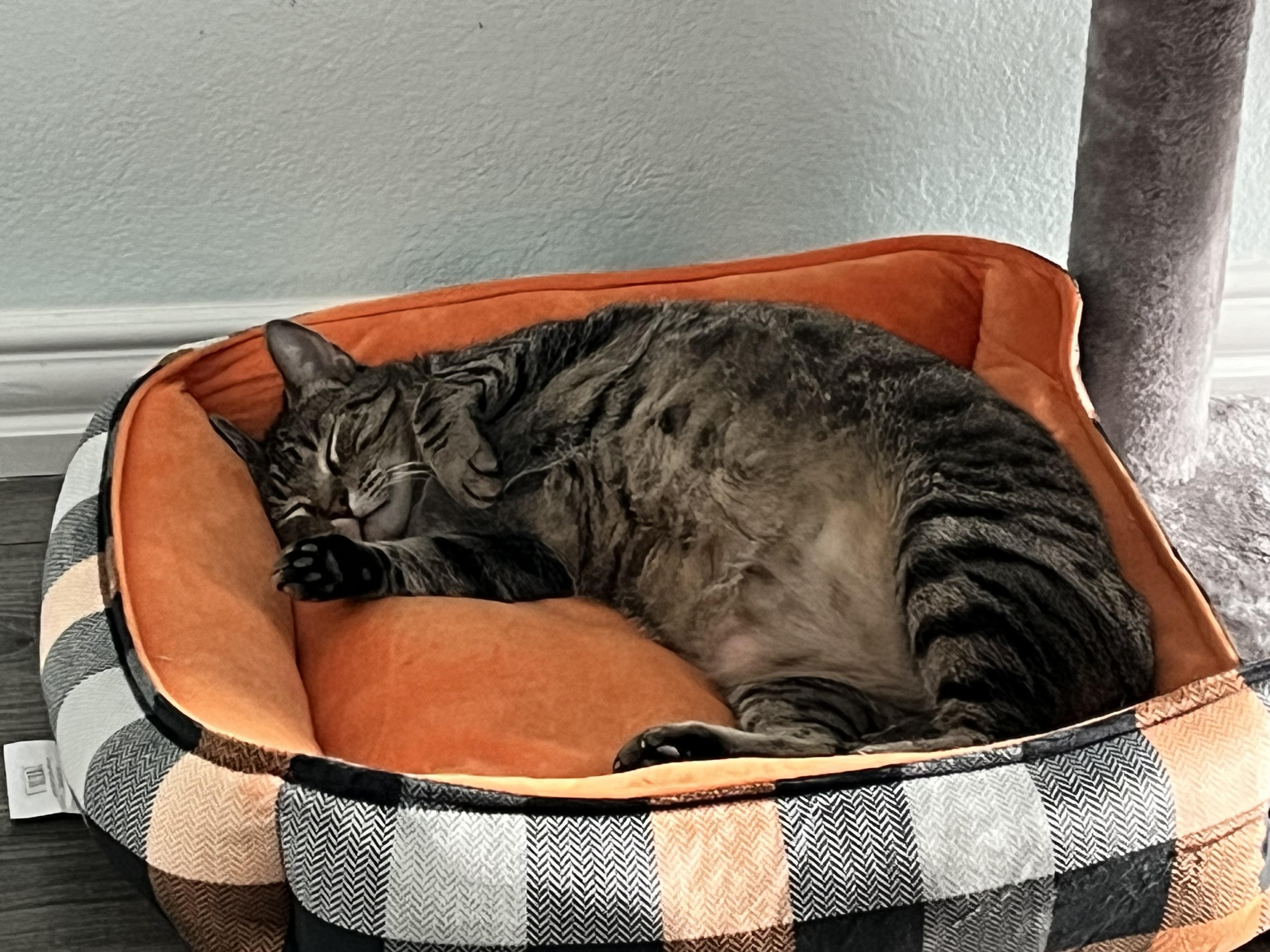 TOFFEE - A SWEET & CHATTY TREAT, a Adoptable Domestic Short Hair in Plano, TX image 2/6