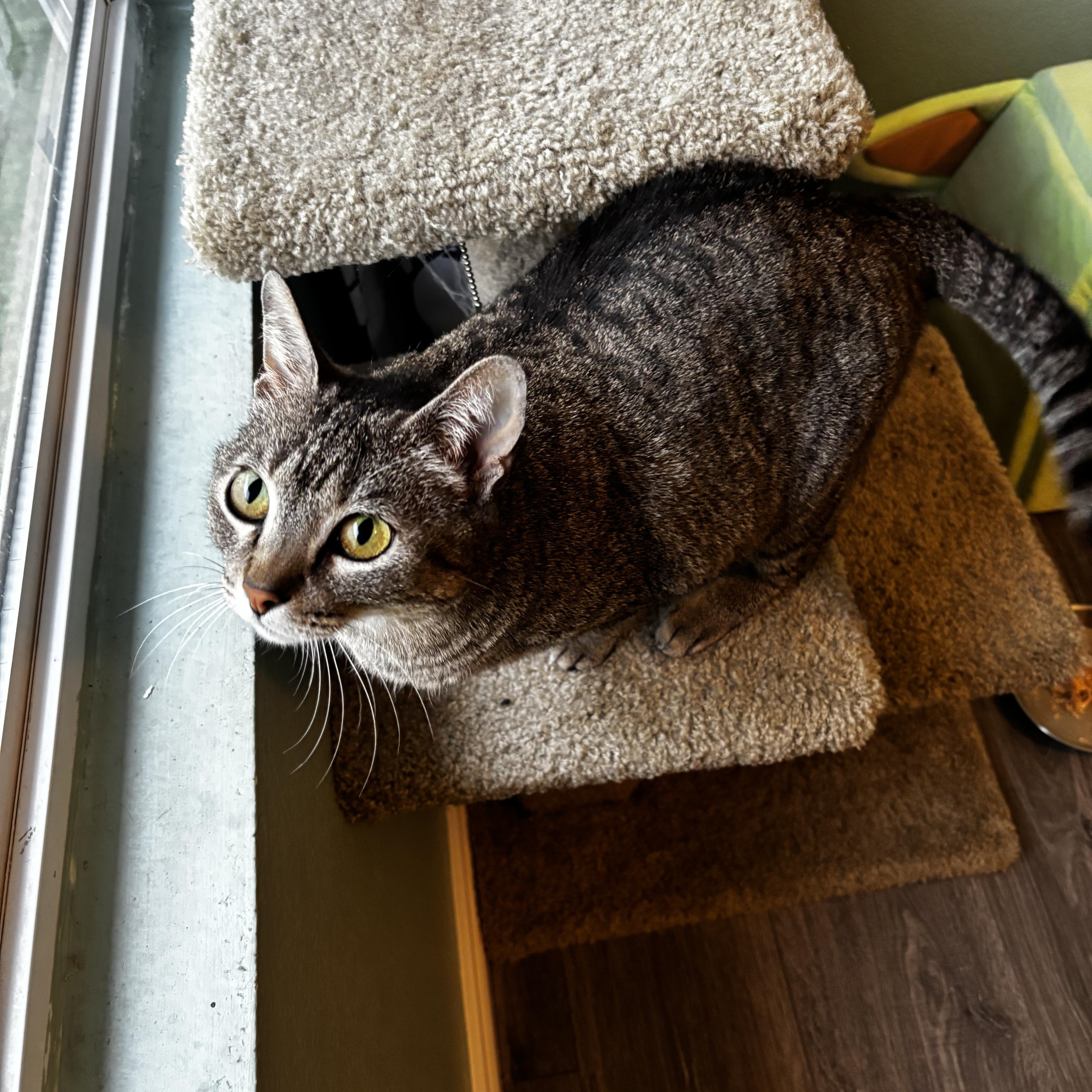 TOFFEE - A SWEET & CHATTY TREAT, a Adoptable Domestic Short Hair in Plano, TX image 4/6