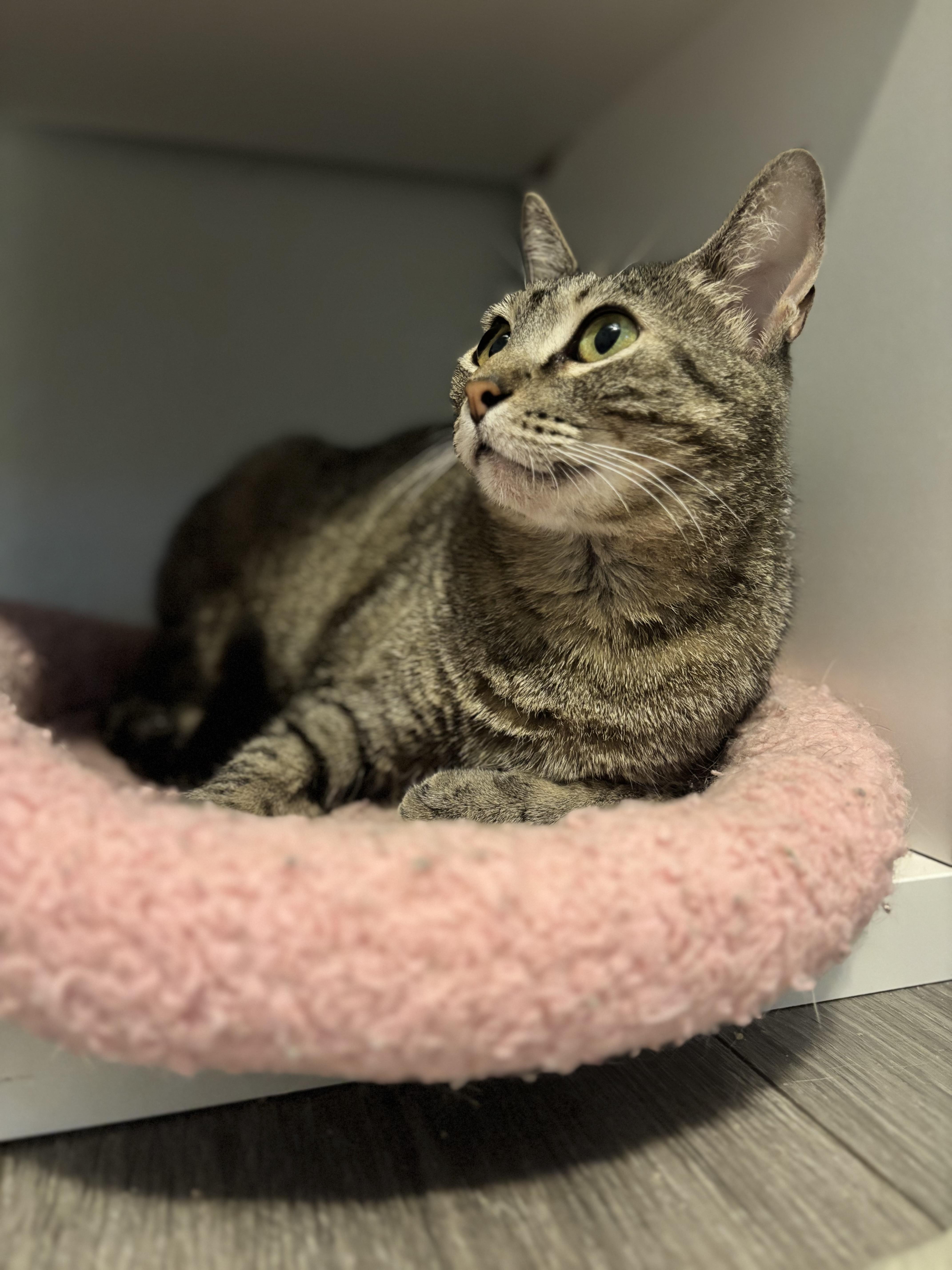 TOFFEE - A SWEET & CHATTY TREAT, a Adoptable Domestic Short Hair in Plano, TX image 1/6