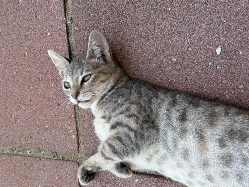 Smokey & Hazel, Adoptable, Young Female Domestic Short Hair & Tabby.