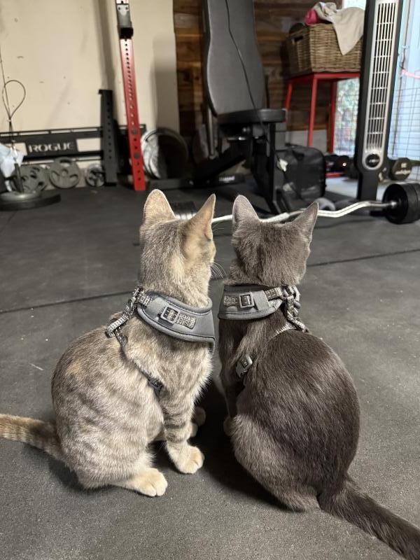 Enlarge Smokey & Hazel, a Adoptable mixed breed in Sunnyvale, CA image 2/3