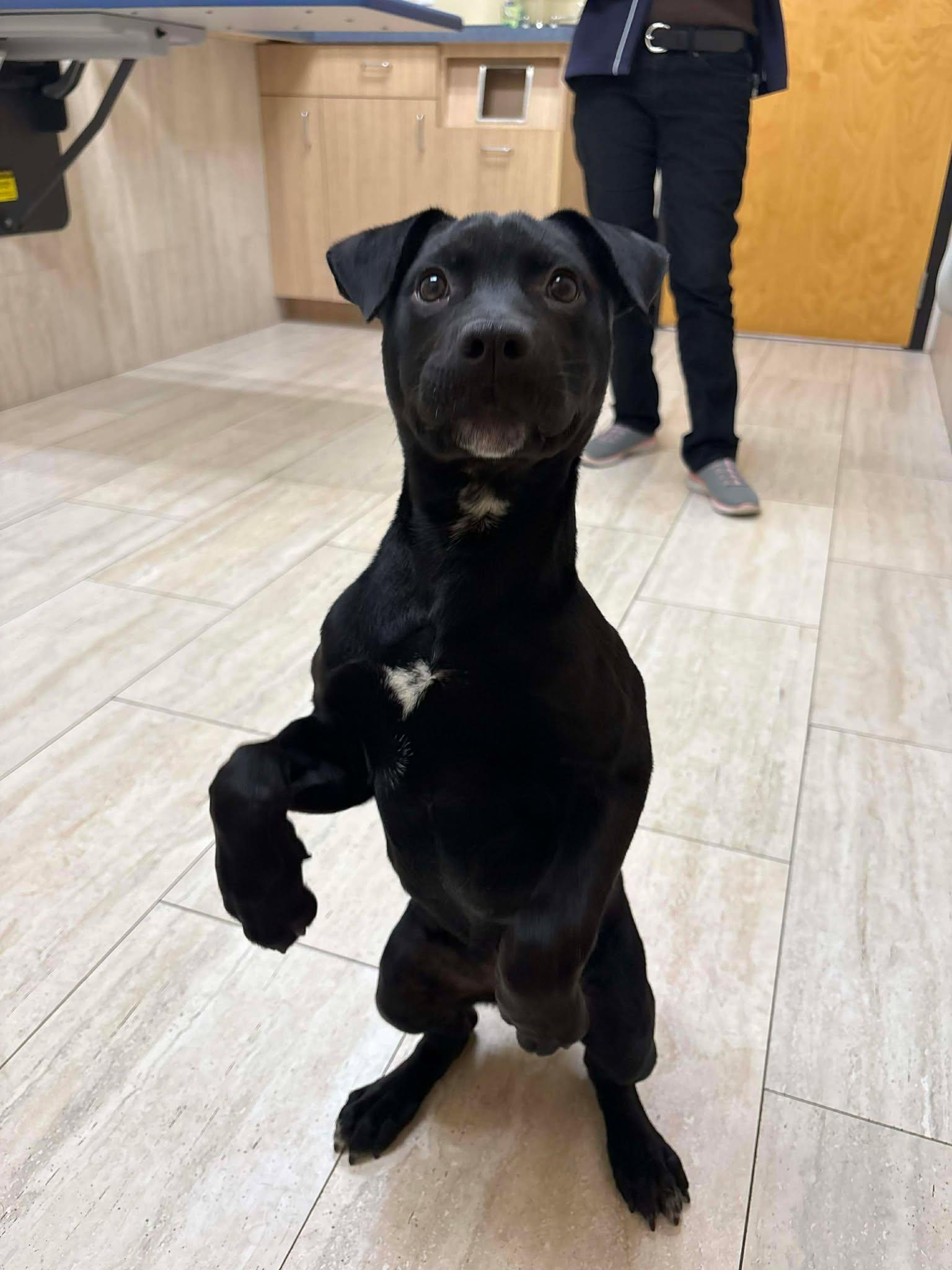 Zada, Adoptable, Puppy Female Terrier.