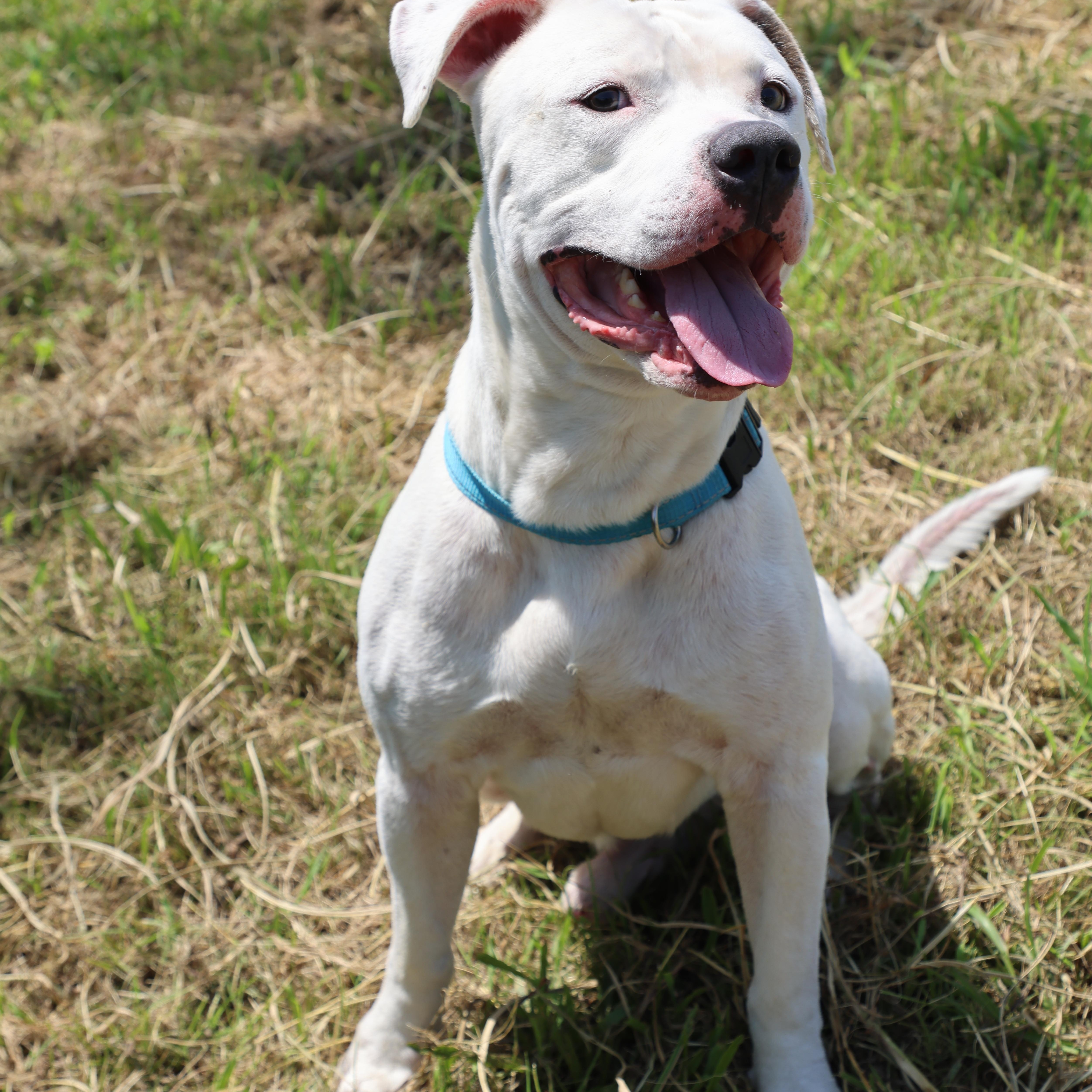 Elvis, a Adoptable mixed breed in Lewisburg, TN image 4/5