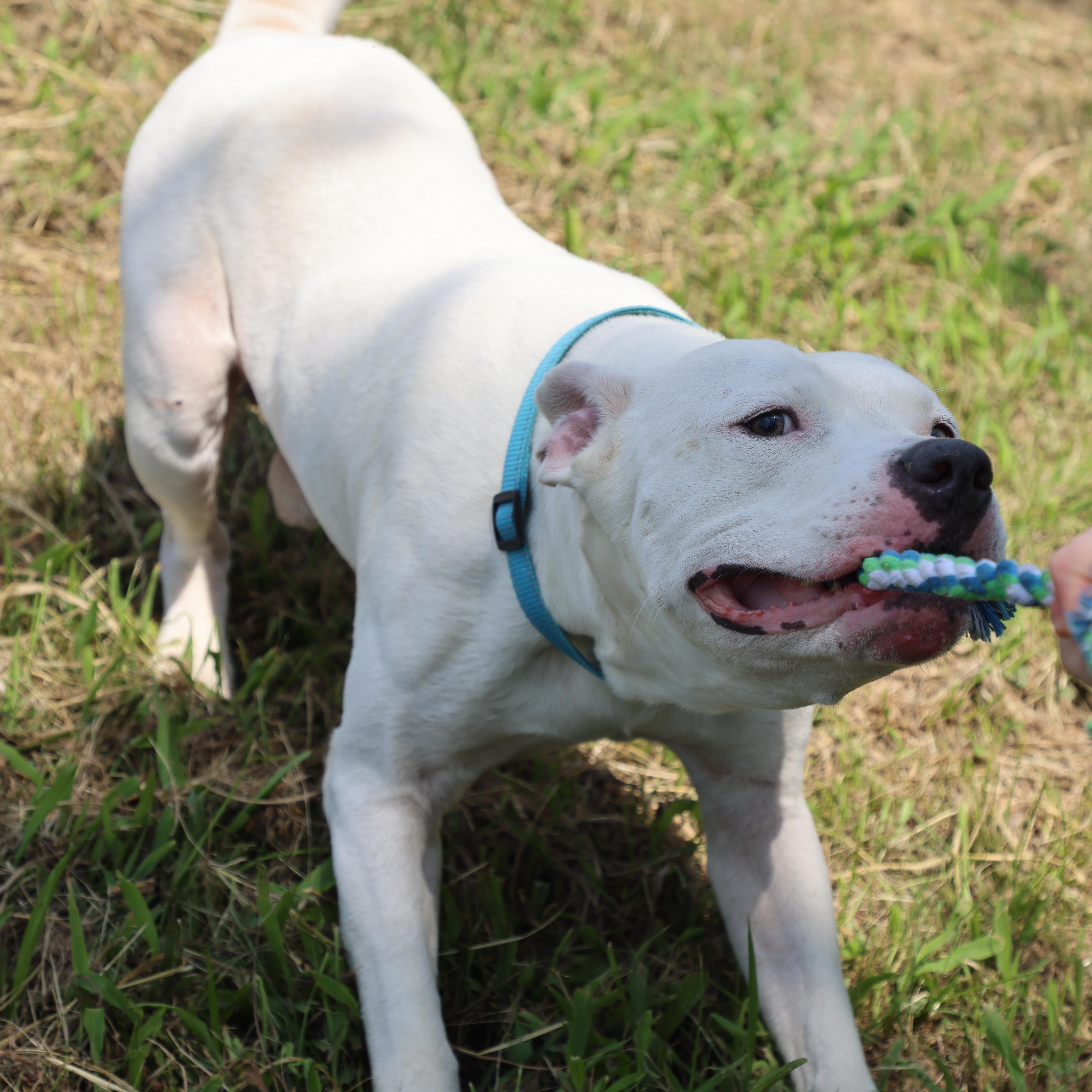 Elvis, a Adoptable mixed breed in Lewisburg, TN image 3/5