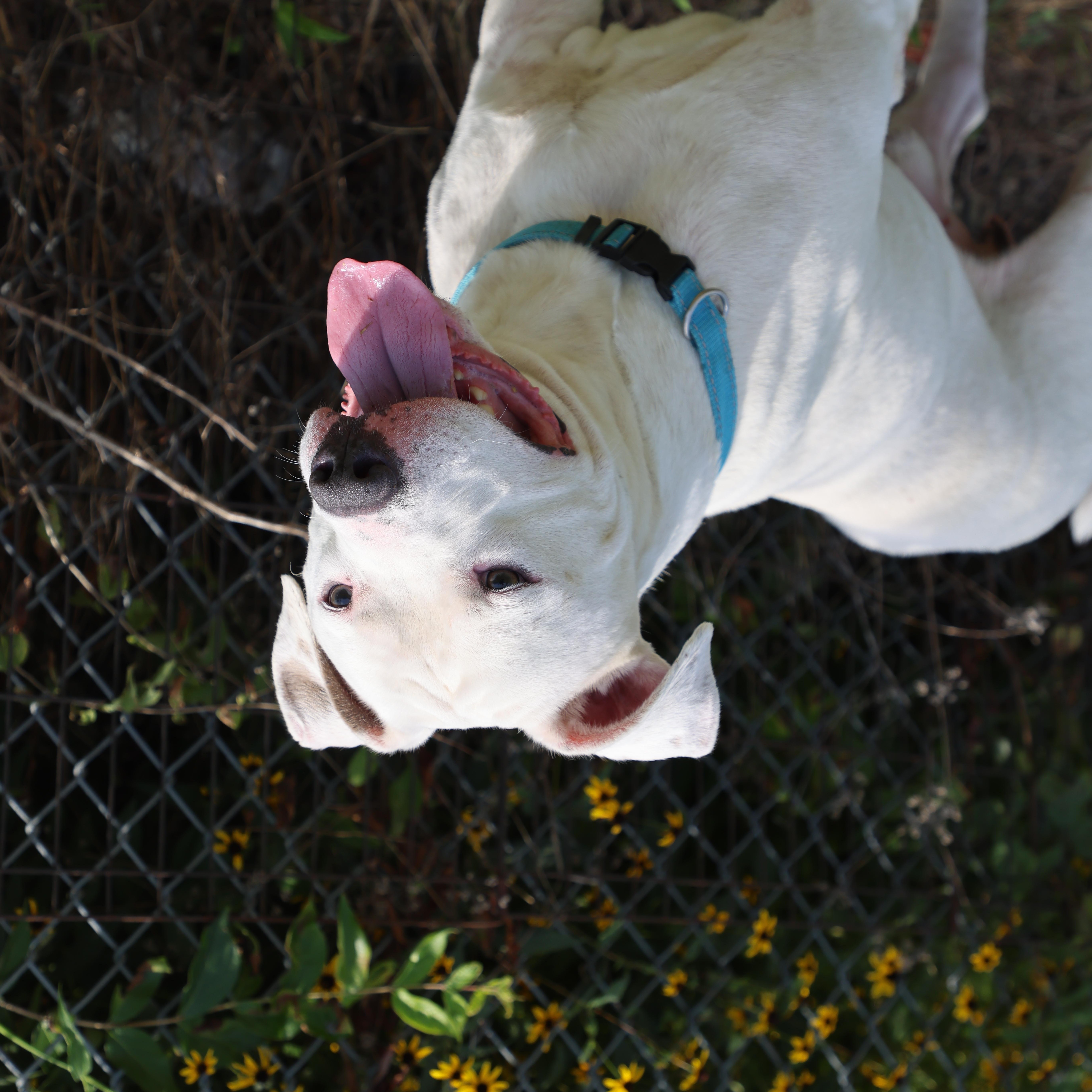Elvis, a Adoptable mixed breed in Lewisburg, TN image 1/5