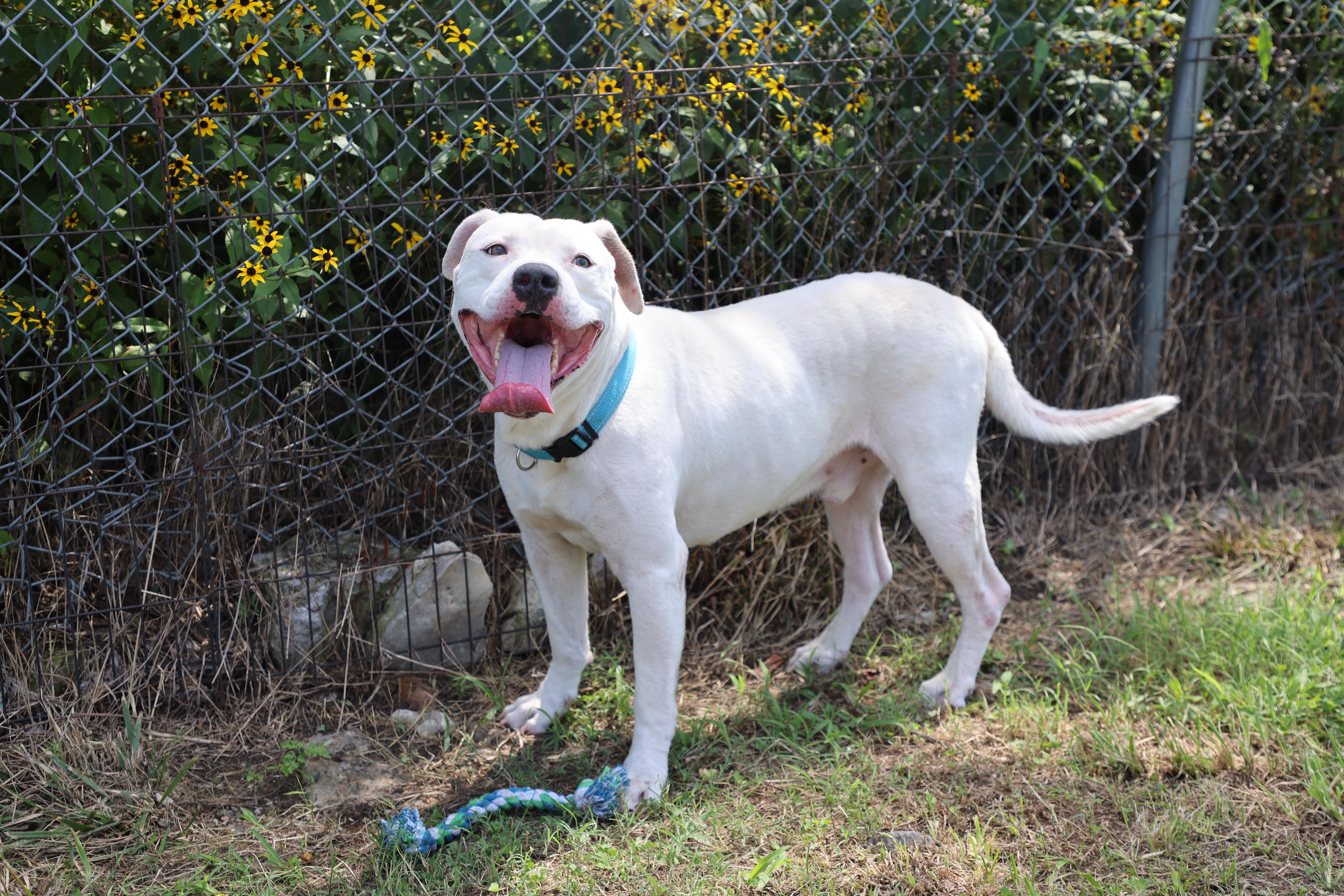 Elvis, a Adoptable mixed breed in Lewisburg, TN image 5/5