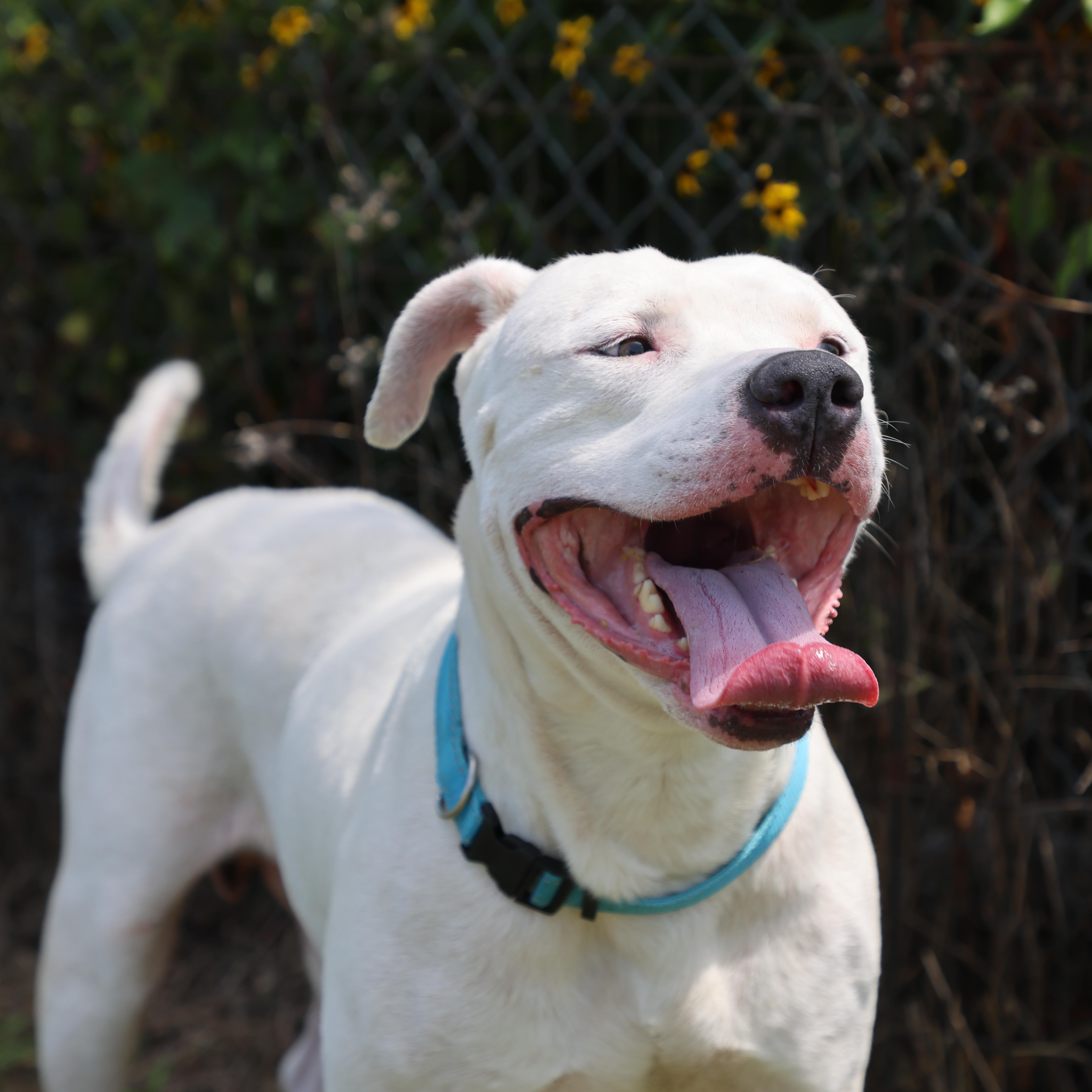 Elvis, a Adoptable mixed breed in Lewisburg, TN image 2/5
