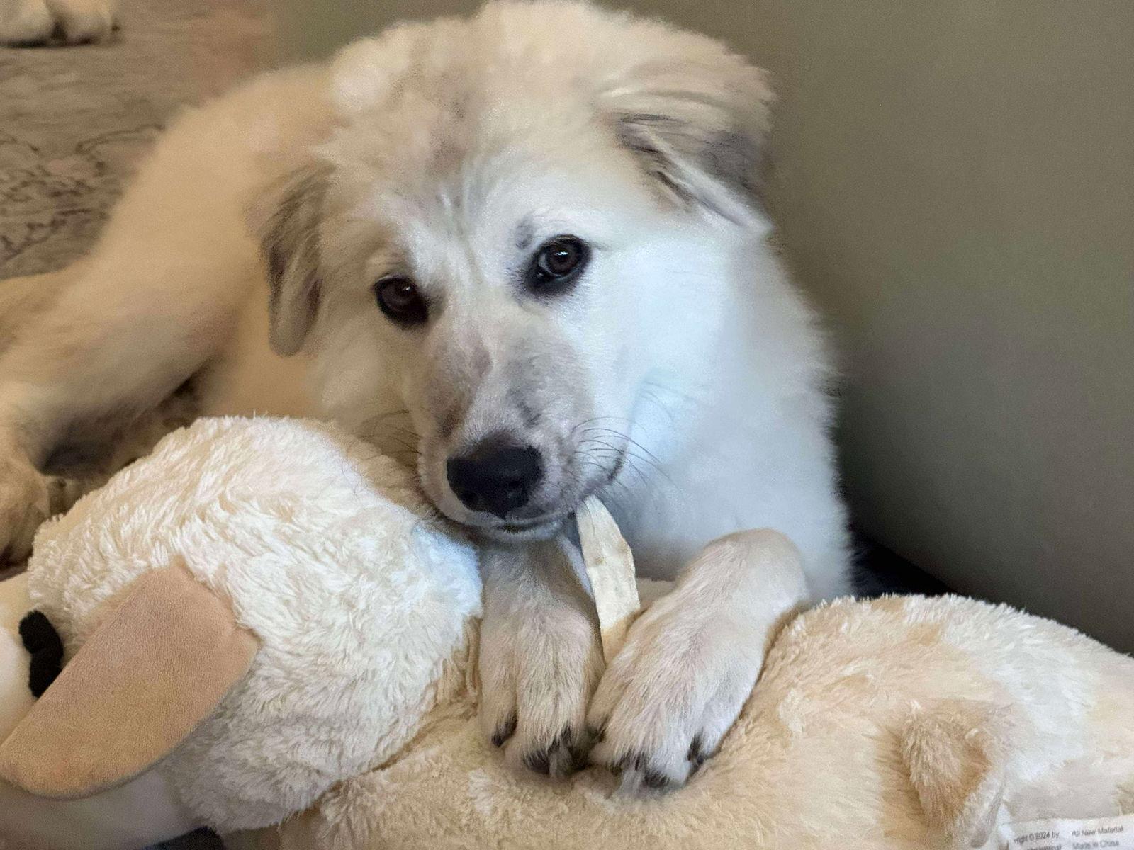 Elise Pepper, Adopted, Puppy Female Great Pyrenees.