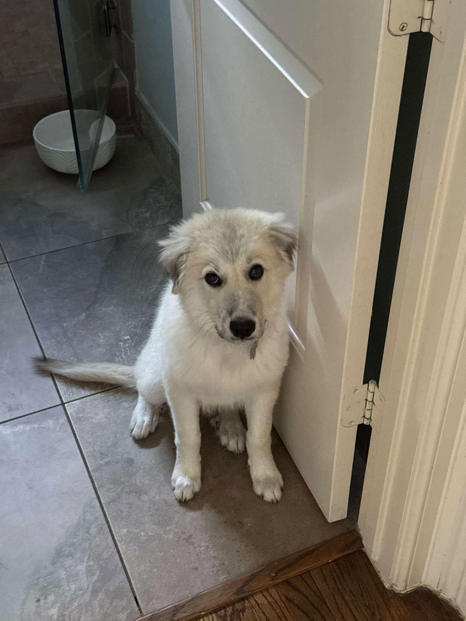 Enlarge Elise Pepper, a Adopted Great Pyrenees in Houston, TX image 2/3