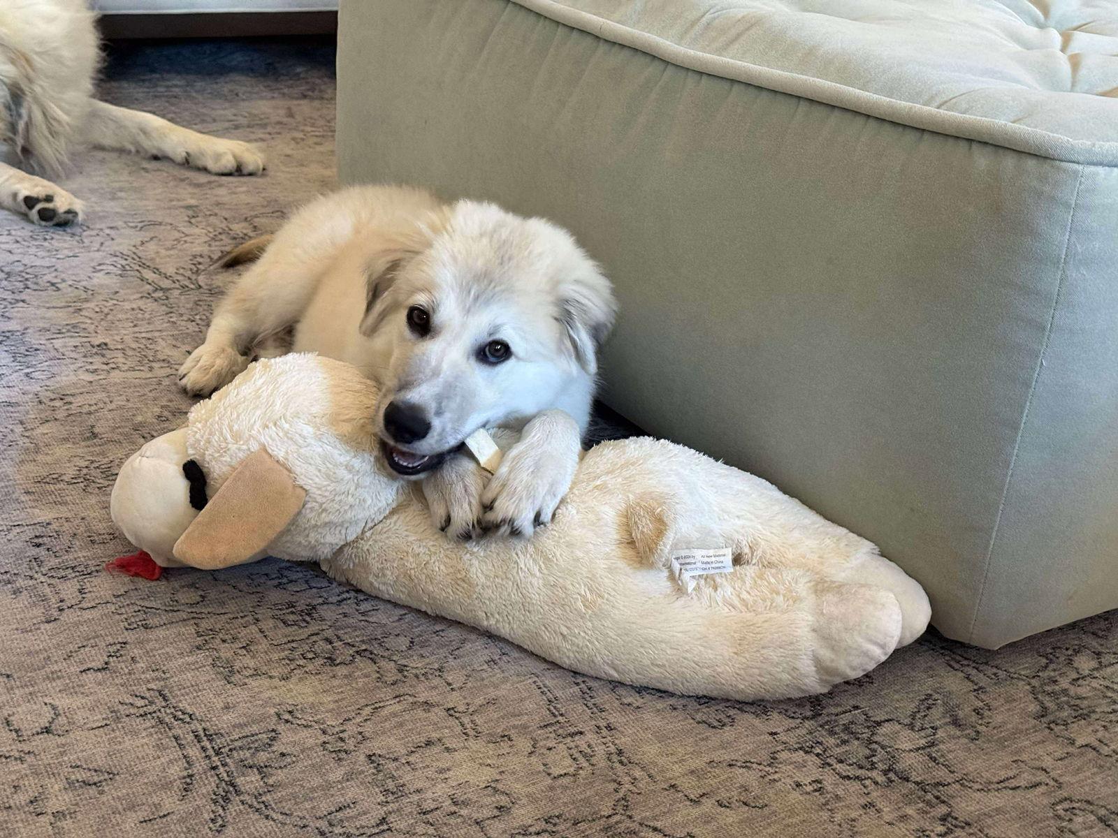 Enlarge Elise Pepper, a Adopted Great Pyrenees in Houston, TX image 3/3
