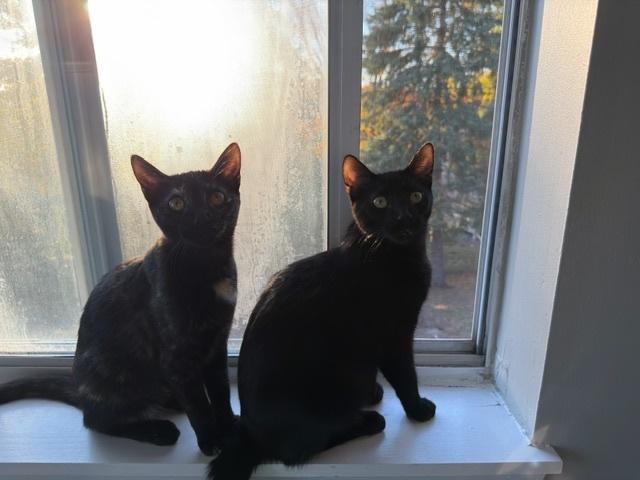 Denzel, a Adoptable mixed breed in Plymouth, MN image 1/6