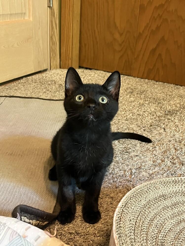 Denzel, a Adoptable mixed breed in Plymouth, MN image 2/6