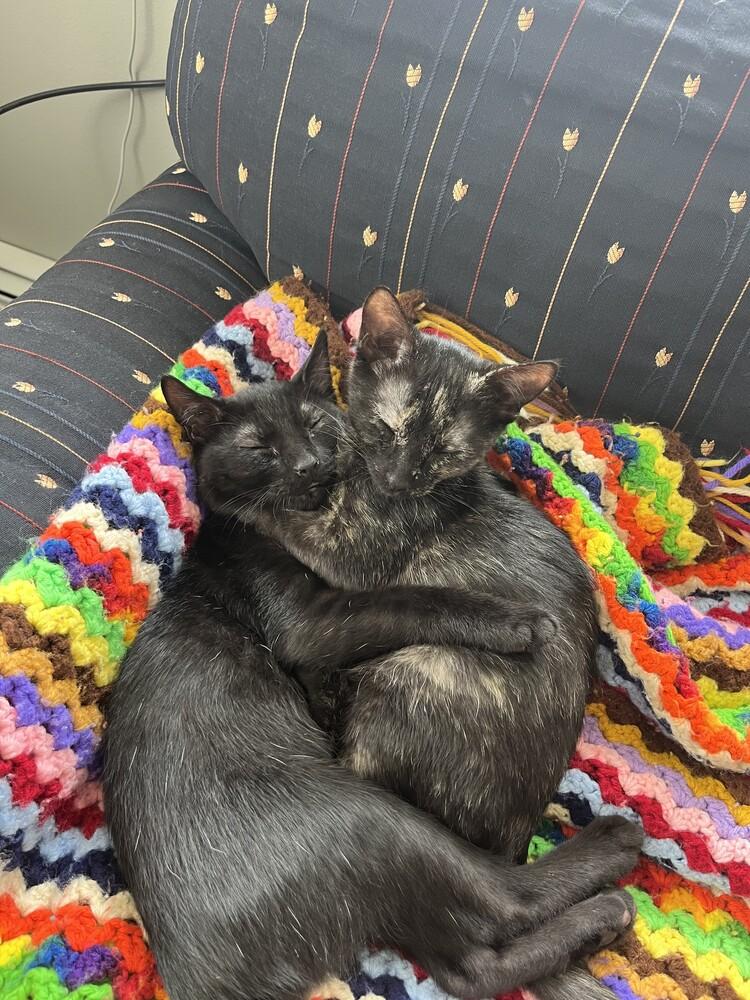 Denzel, a Adoptable mixed breed in Plymouth, MN image 3/6