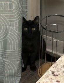 Denzel, a Adoptable mixed breed in Plymouth, MN image 4/6