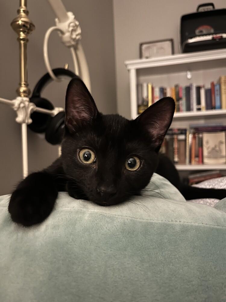 Denzel, a Adoptable mixed breed in Plymouth, MN image 5/6