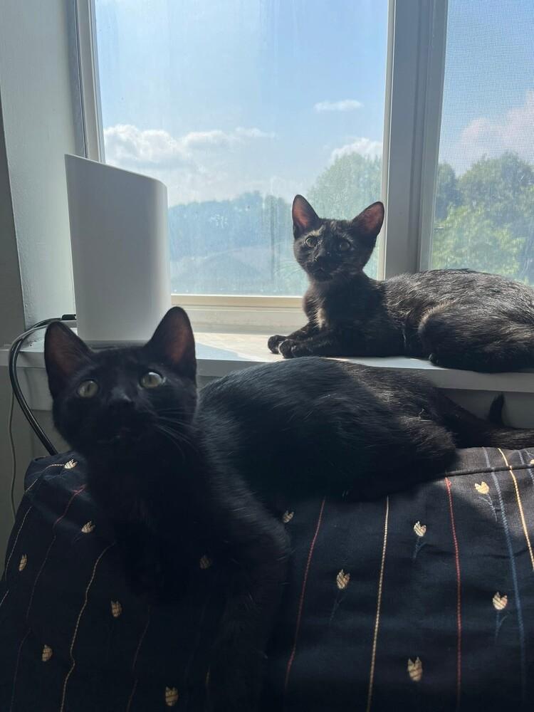 Denzel, a Adoptable mixed breed in Plymouth, MN image 6/6