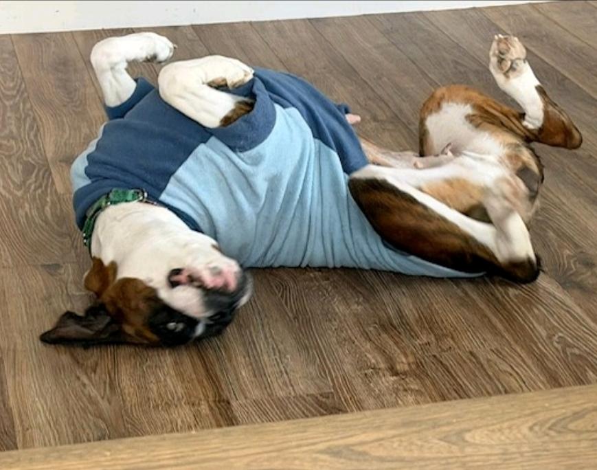 Rory-boxer (fostered in NH), Adopted, Young Female Boxer.