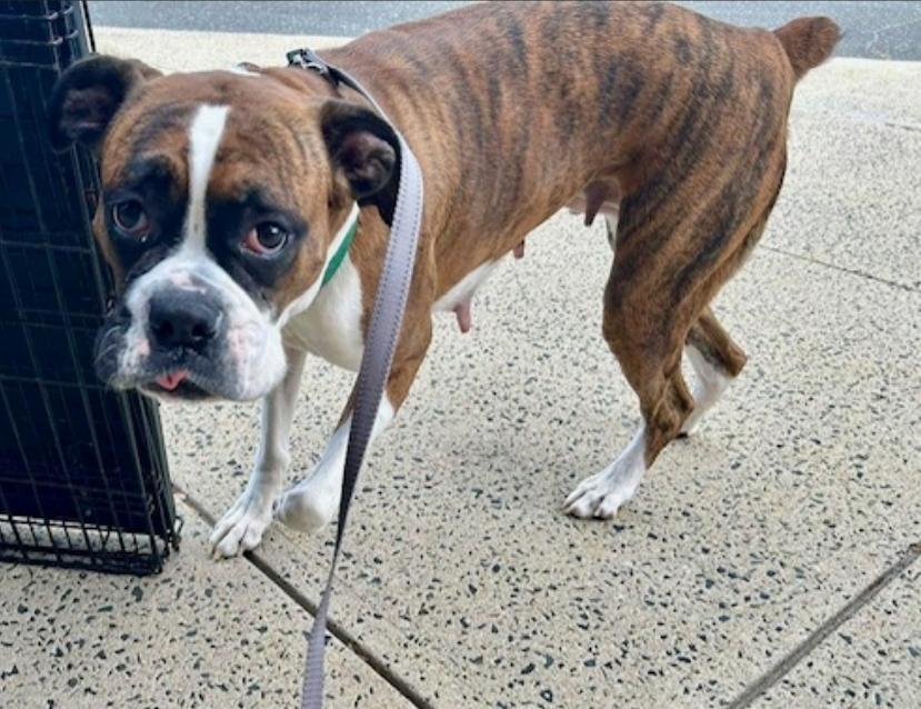 Enlarge Rory-boxer (fostered in NH), a Adopted Boxer in Franklin, MA image 5/6