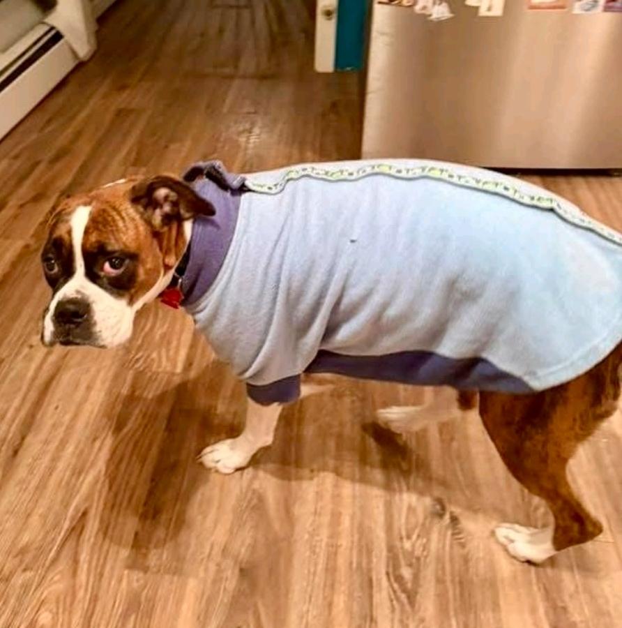 Enlarge Rory-boxer (fostered in NH), a Adopted Boxer in Franklin, MA image 2/6