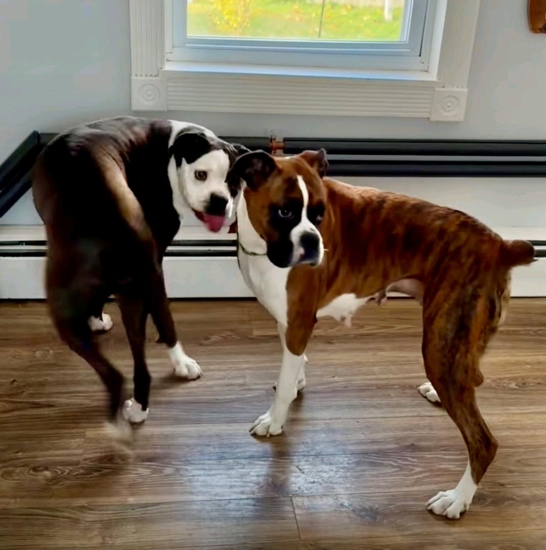 Enlarge Rory-boxer (fostered in NH), a Adopted Boxer in Franklin, MA image 3/6