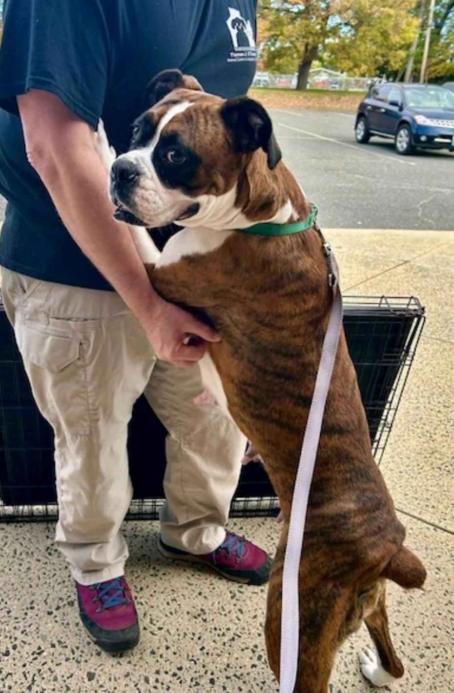 Enlarge Rory-boxer (fostered in NH), a Adopted Boxer in Franklin, MA image 4/6