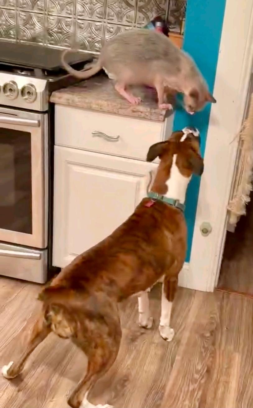 Enlarge Rory-boxer (fostered in NH), a Adopted Boxer in Franklin, MA image 6/6