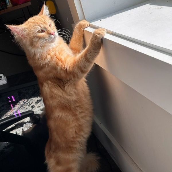 Enlarge Punkin, a Adopted Domestic Long Hair in East Greenwich, RI image 1/5