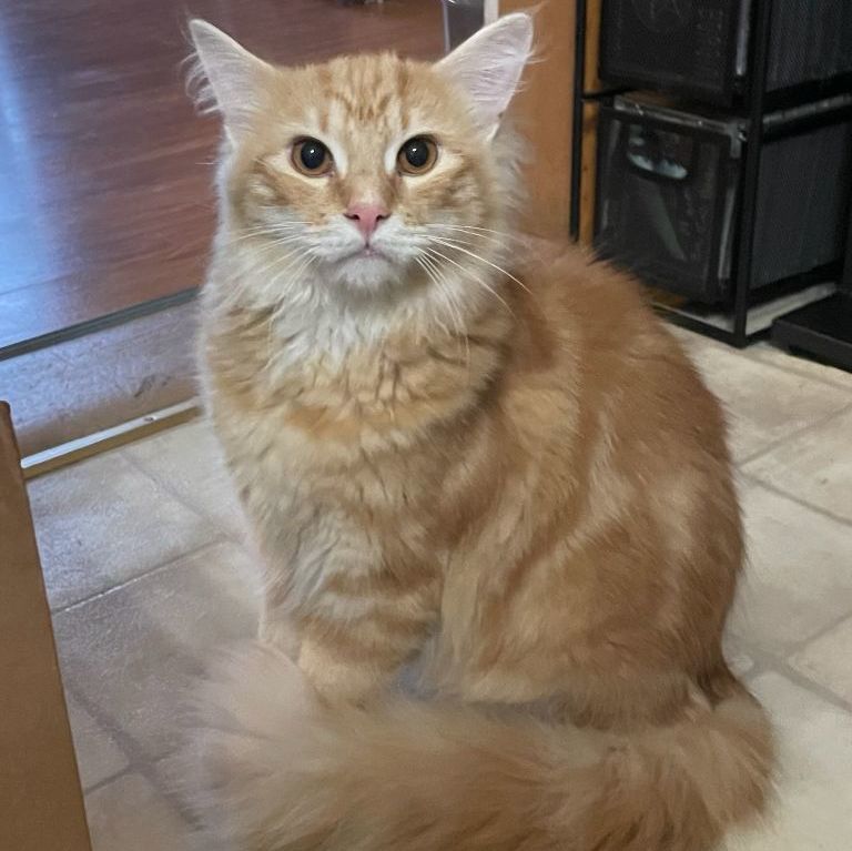 Enlarge Punkin, a Adopted Domestic Long Hair in East Greenwich, RI image 2/5