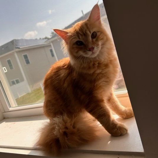 Enlarge Punkin, a Adopted Domestic Long Hair in East Greenwich, RI image 4/5